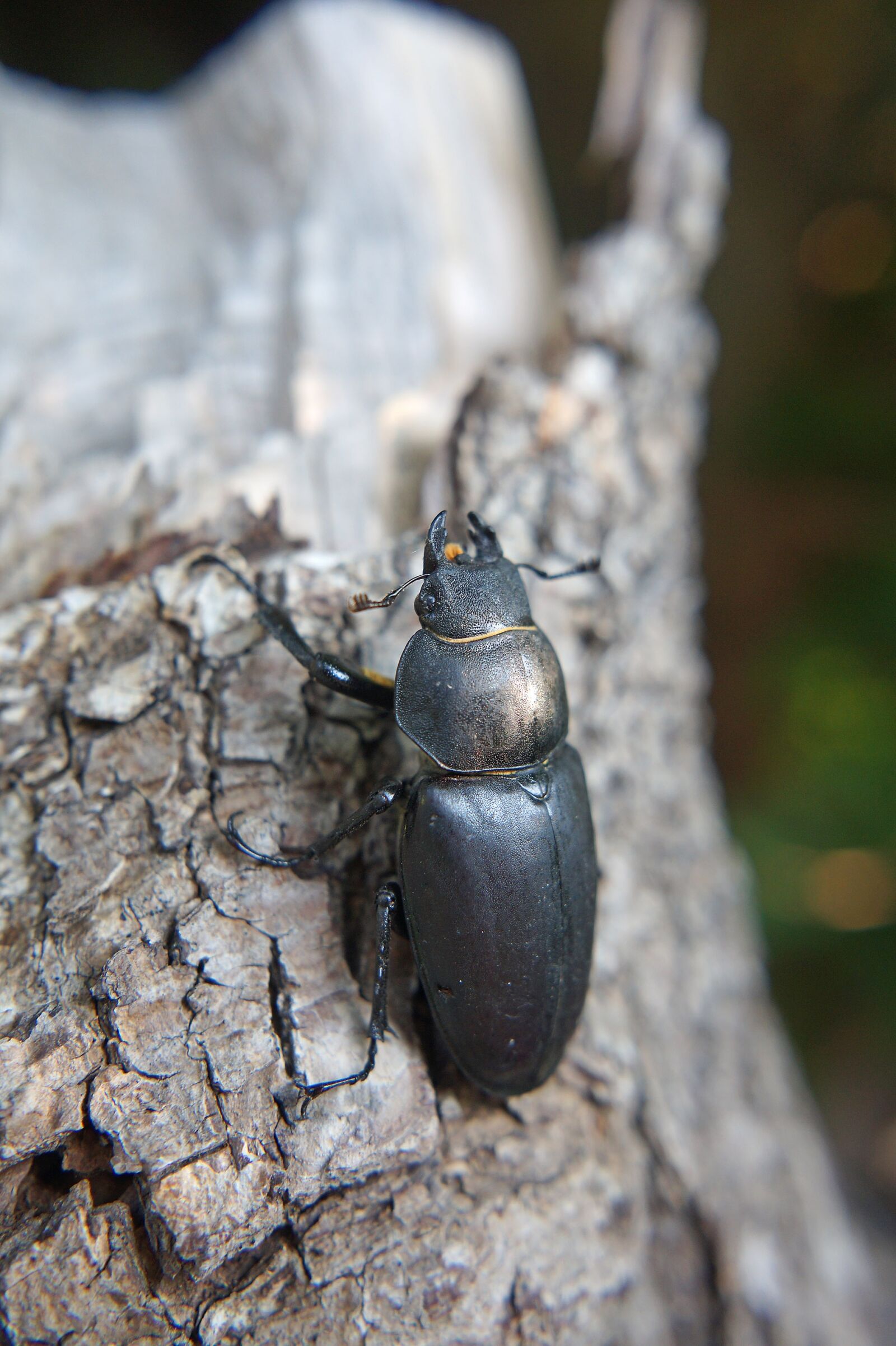 Sony Alpha a3000 + Sony E 20mm F2.8 sample photo. Beetle, stag beetle, great photography
