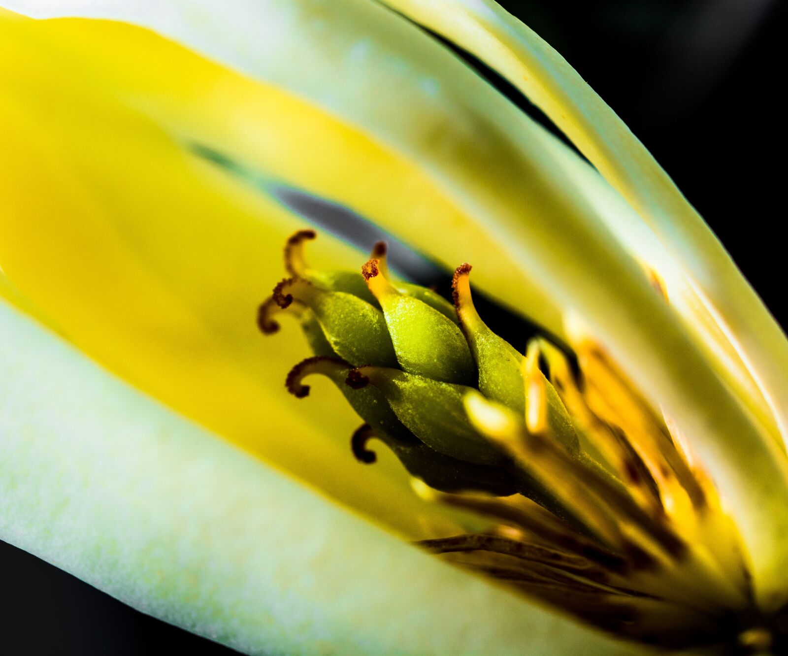 Nikon D5200 sample photo. Michelia champaca, blossom, blossom photography
