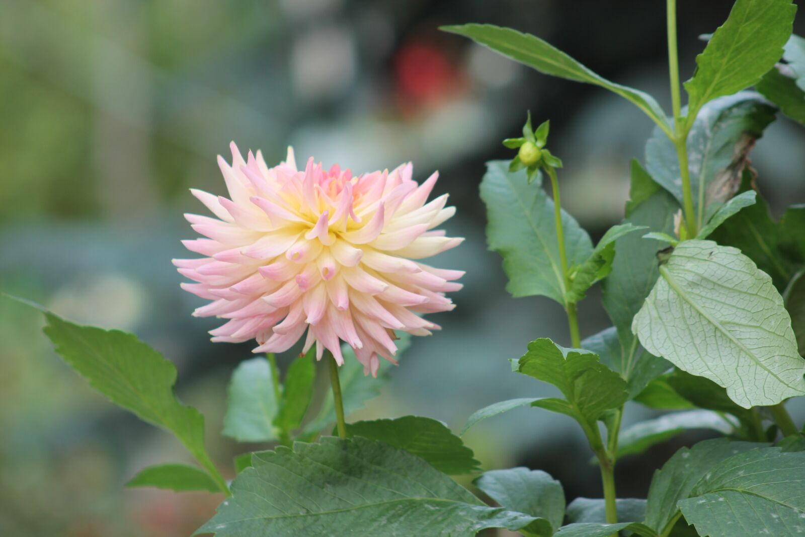 Canon EOS 1100D (EOS Rebel T3 / EOS Kiss X50) + Canon EF 75-300mm f/4-5.6 sample photo. Flower, garden, home garden photography