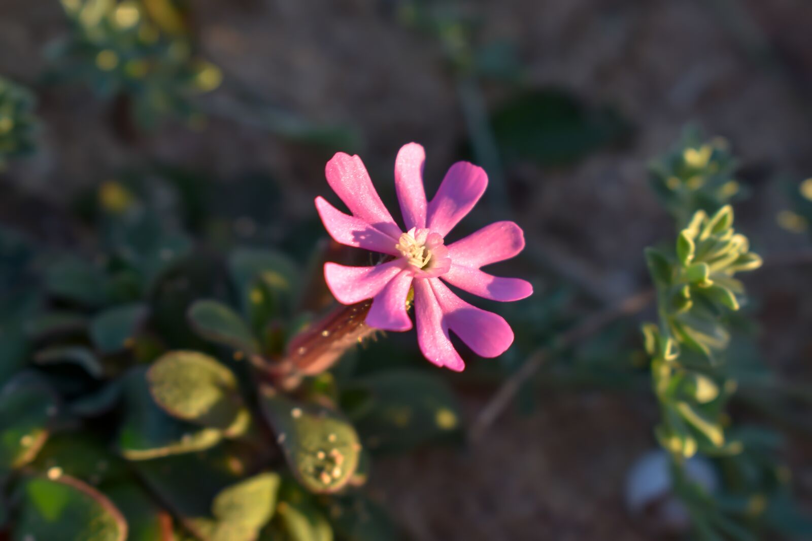 Nikon D3400 sample photo. Flower, formentera, molinet photography