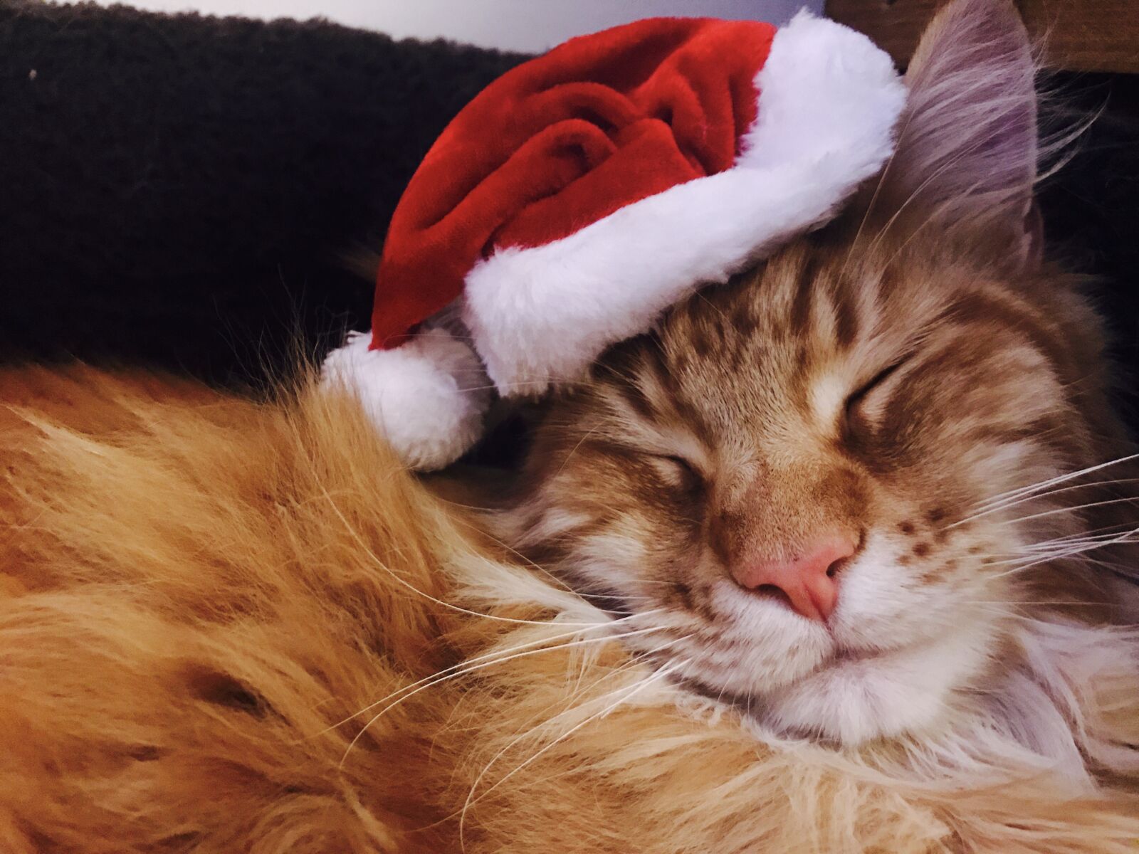 Apple iPhone 7 sample photo. Cat, christmas, christmas, cat photography
