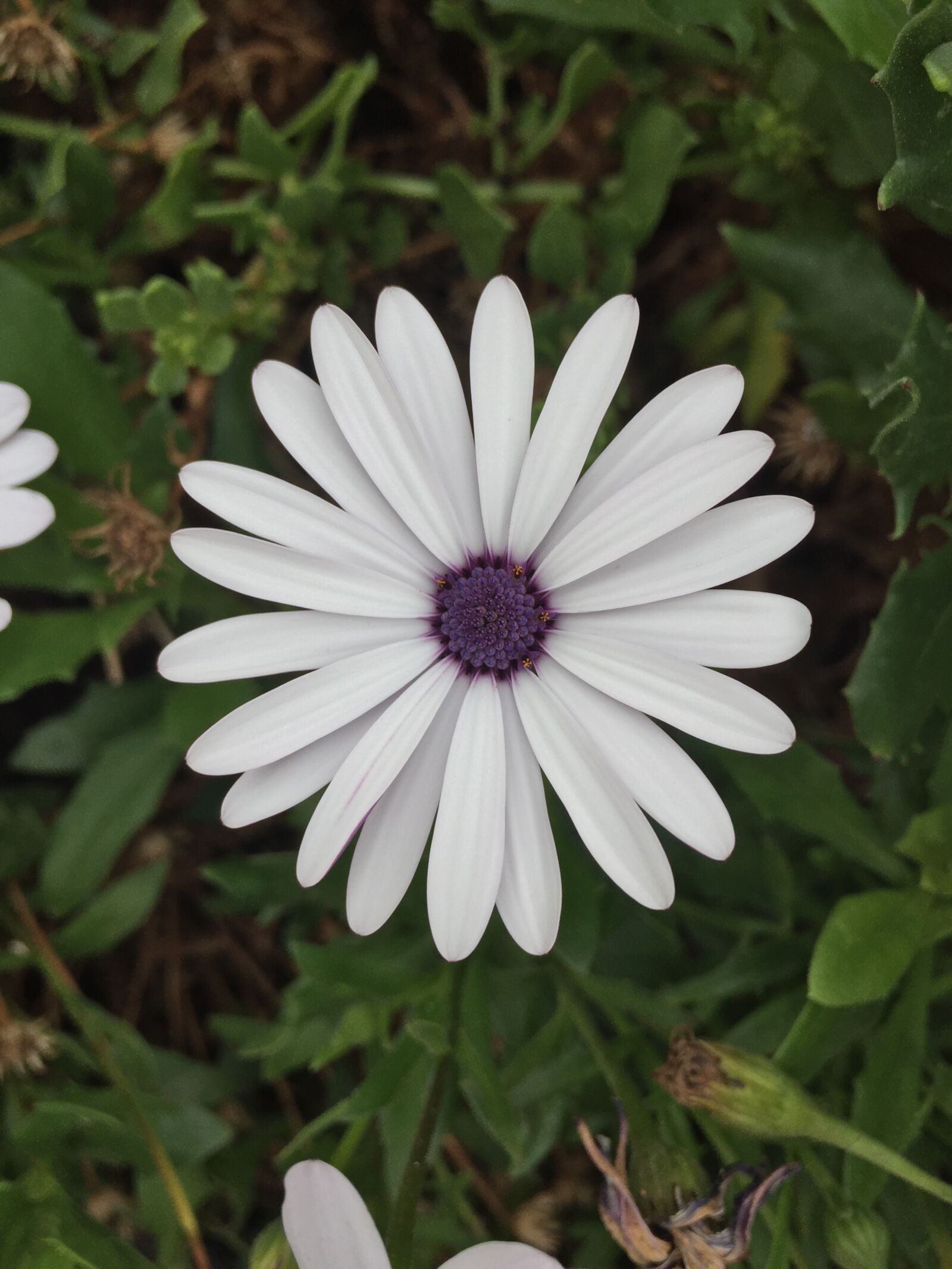 Apple iPhone 6 sample photo. Daisy, flower, white photography