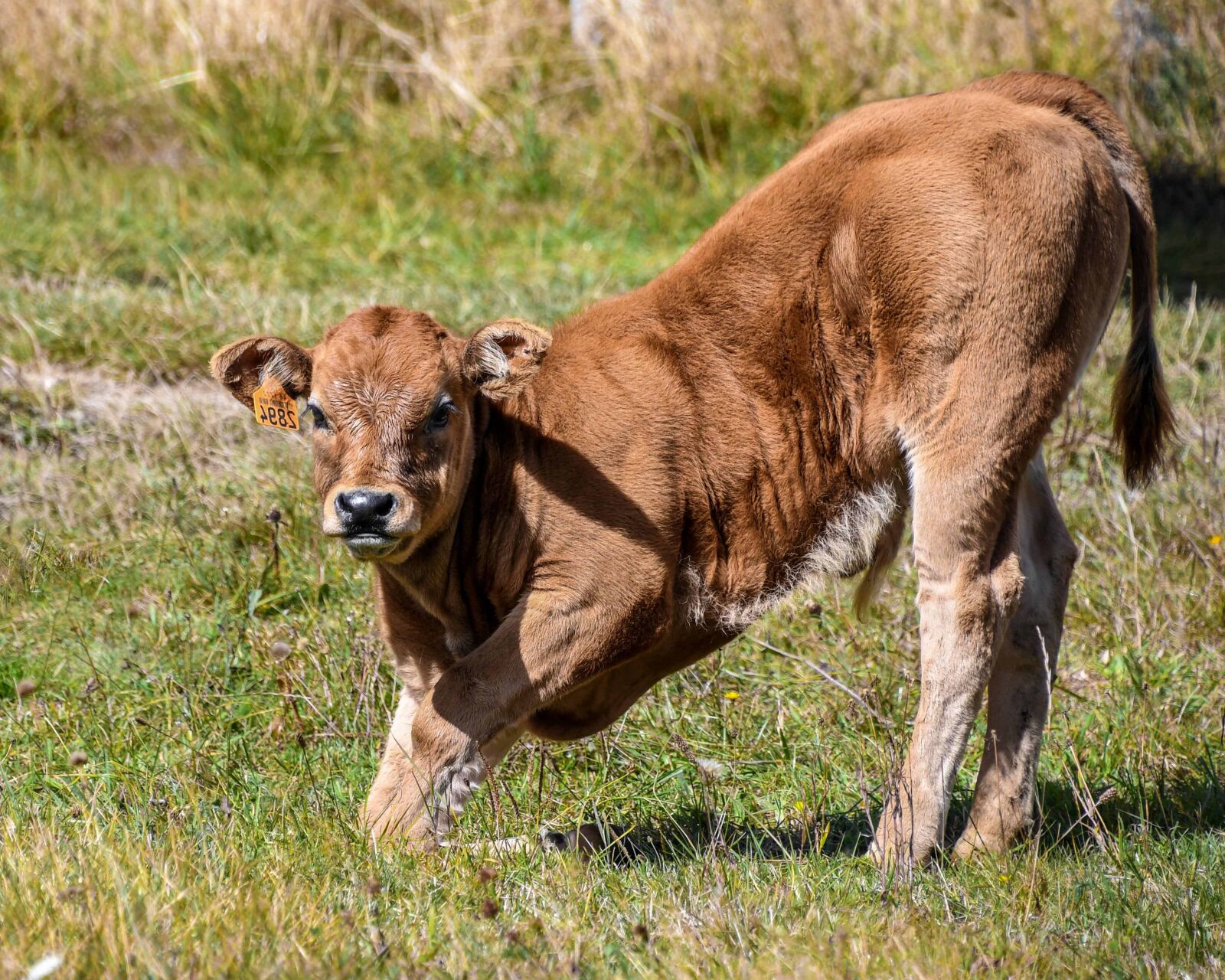 Nikon D500 sample photo. Animal, grassland, grass, wildlife photography