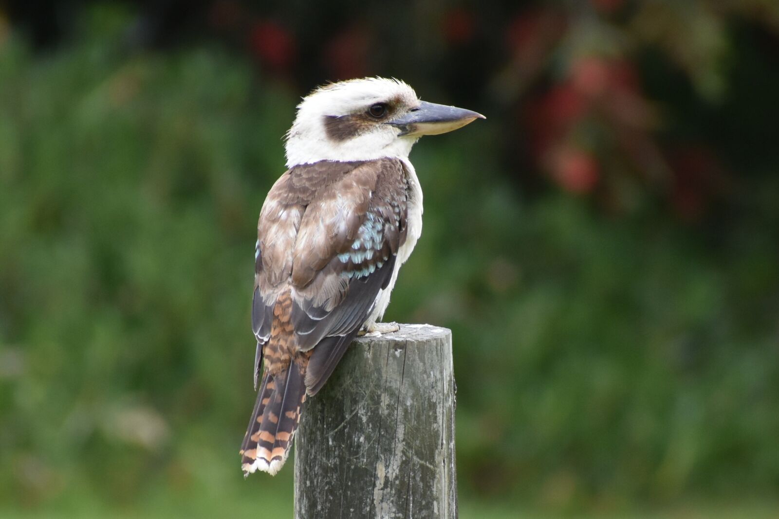 Nikon D3400 sample photo. Kookaburra, australia, bird photography