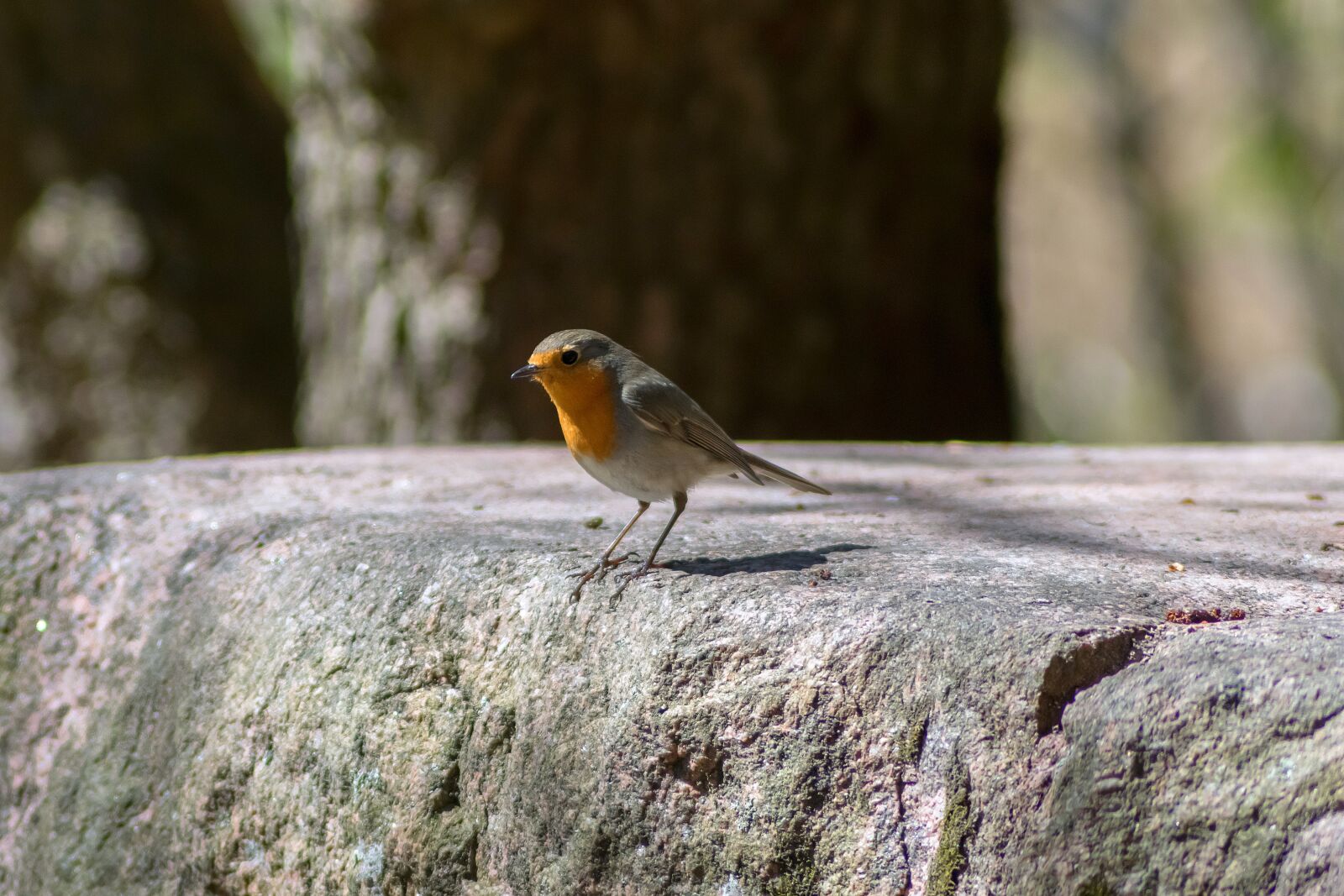 Nikon D3300 sample photo. Bird, robin, nature photography