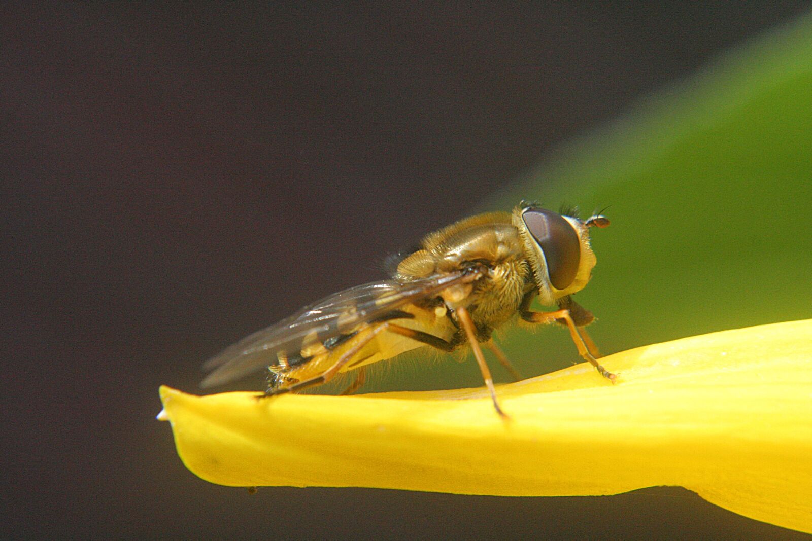 Canon EOS 350D (EOS Digital Rebel XT / EOS Kiss Digital N) sample photo. Wildlife, insect, nature photography