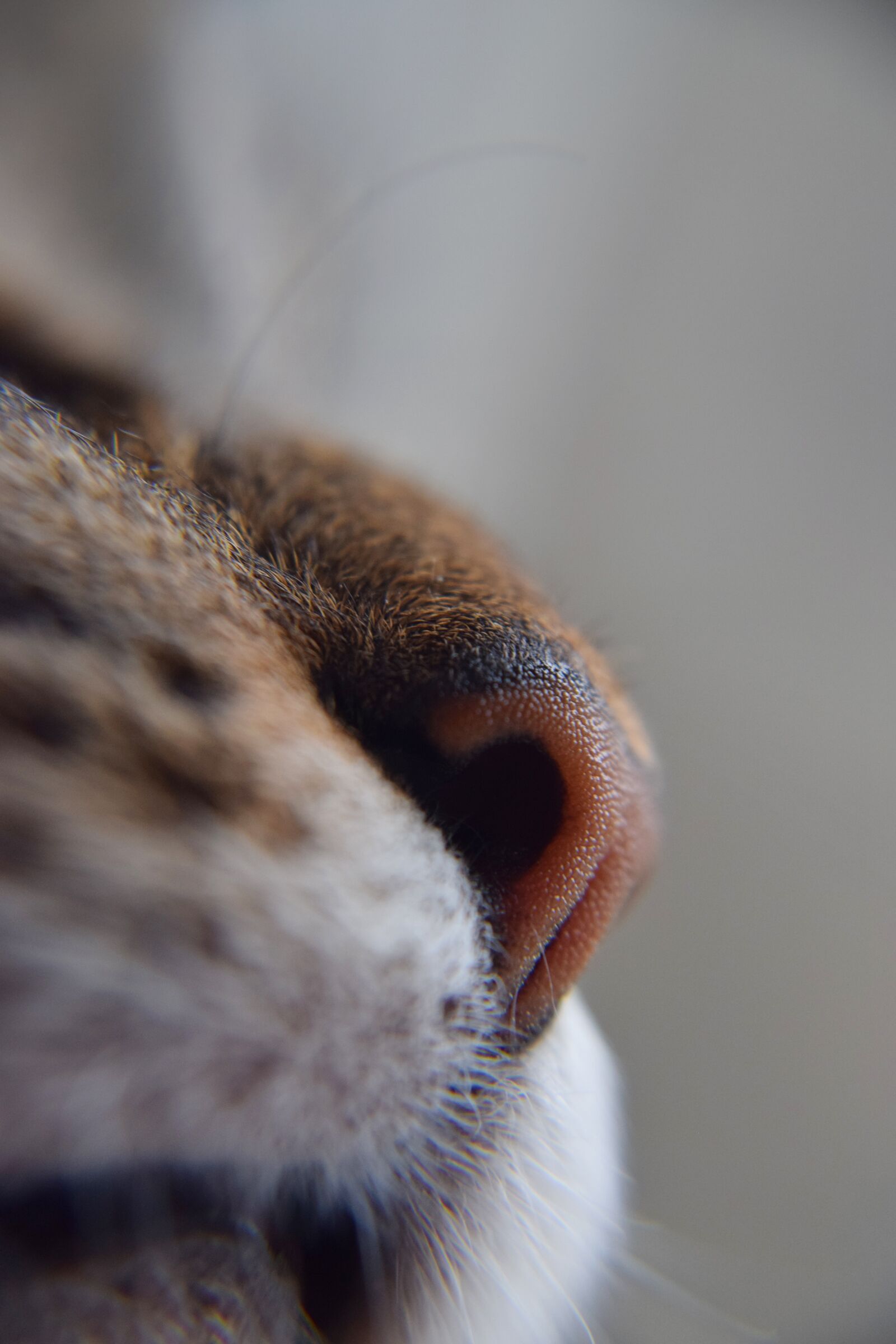 Nikon D3300 sample photo. Cat, veterinarian, cats nose photography