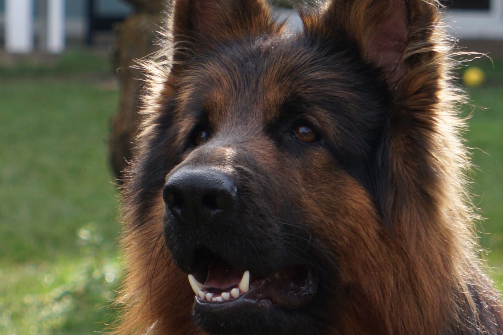Sony E 55-210mm F4.5-6.3 OSS sample photo. Sch fer dog, old photography