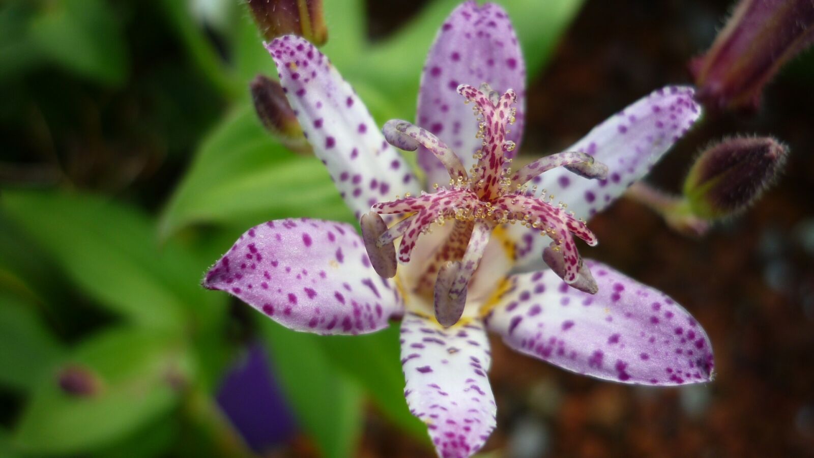 Panasonic Lumix DMC-FS6 sample photo. Tricyrtis hirta, flower, orchid-similar photography