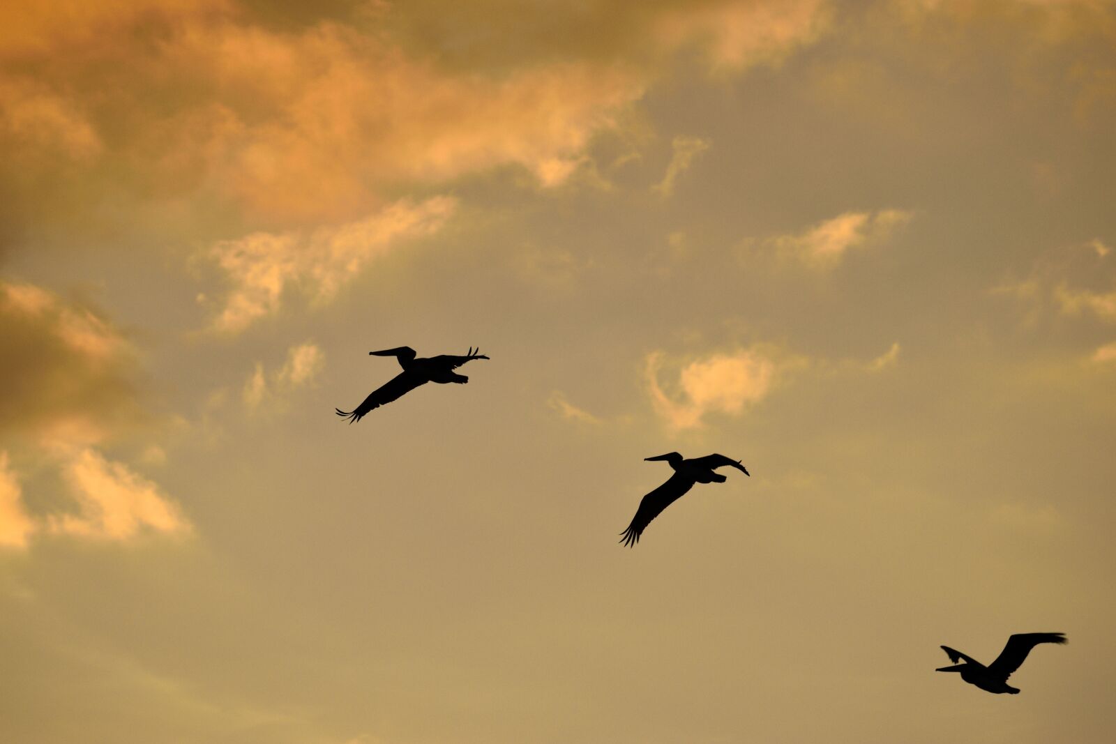 Nikon D3300 sample photo. Sunset, florida, birds photography