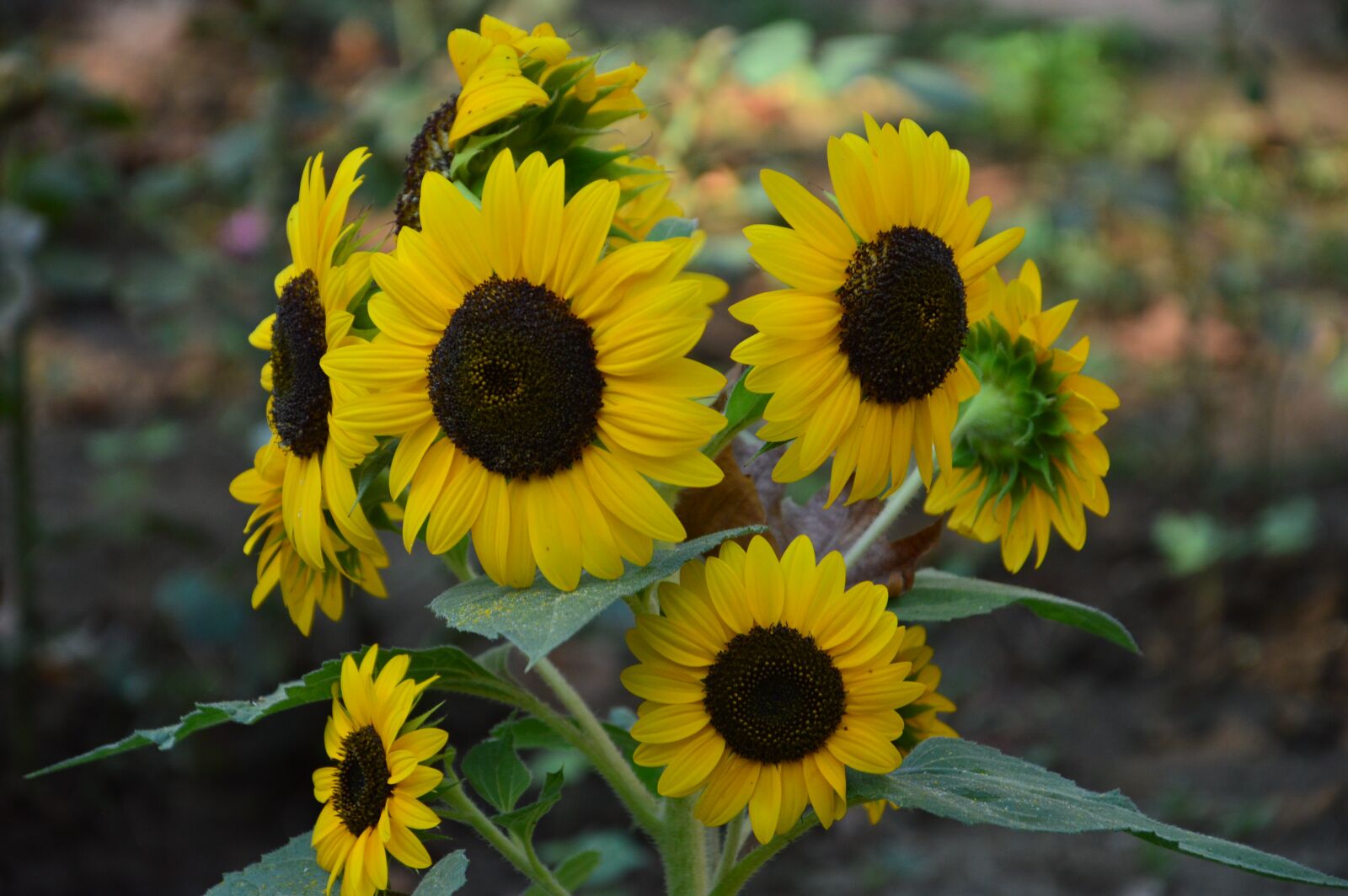Nikon D3200 sample photo. Sunflower, yellow, flower photography