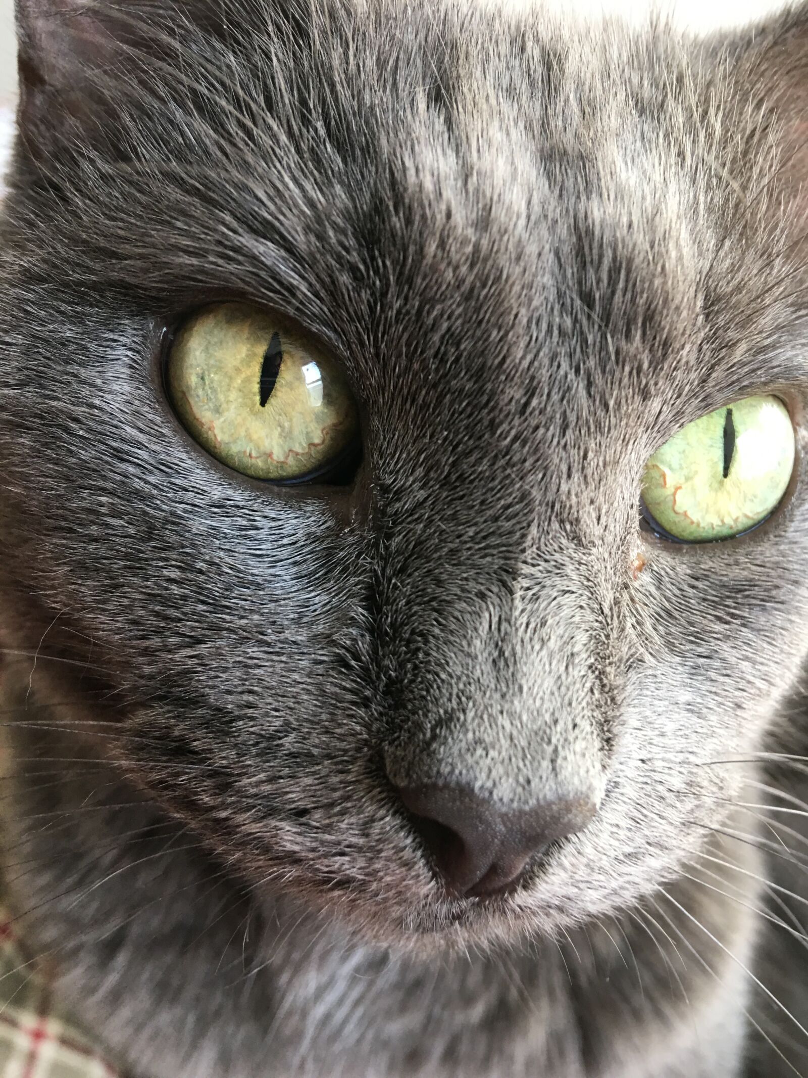 iPhone 6s Plus back camera 4.15mm f/2.2 sample photo. Cat, pet, feline photography