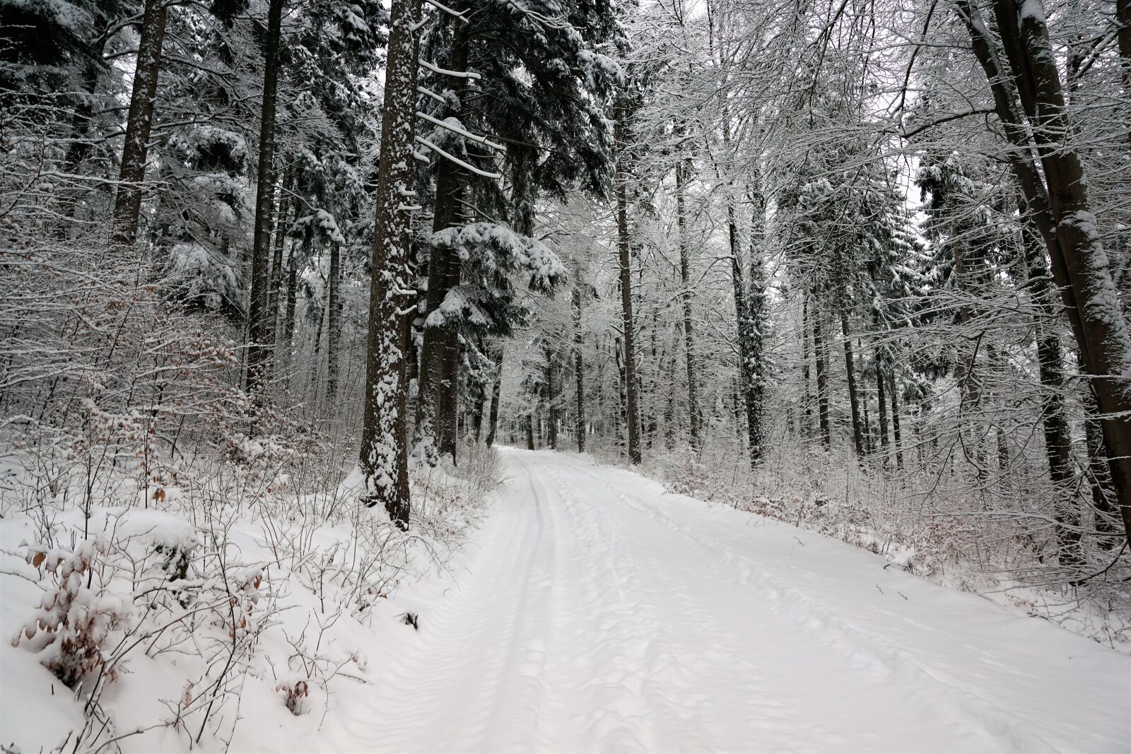 Sony ILCA-77M2 + Sony DT 16-50mm F2.8 SSM sample photo. Snow, winter, wood photography