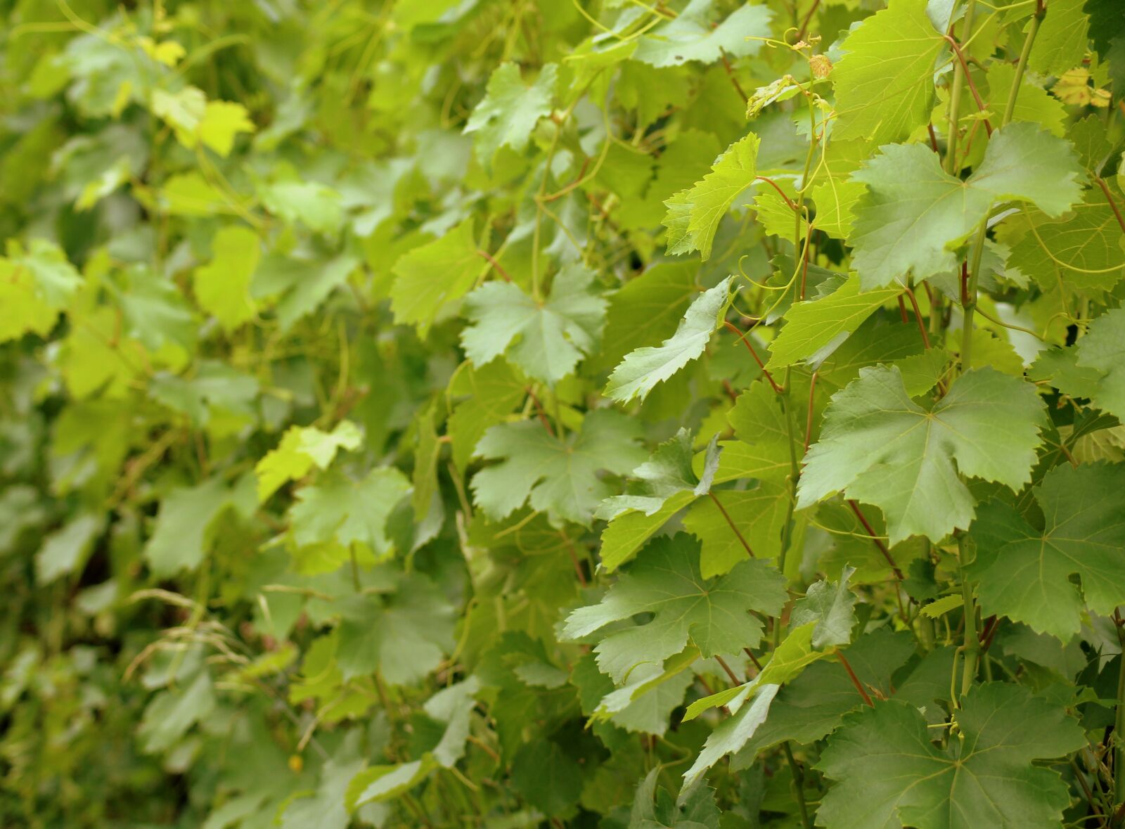 Canon EOS 1200D (EOS Rebel T5 / EOS Kiss X70 / EOS Hi) sample photo. Foliage, grapes, creeper photography