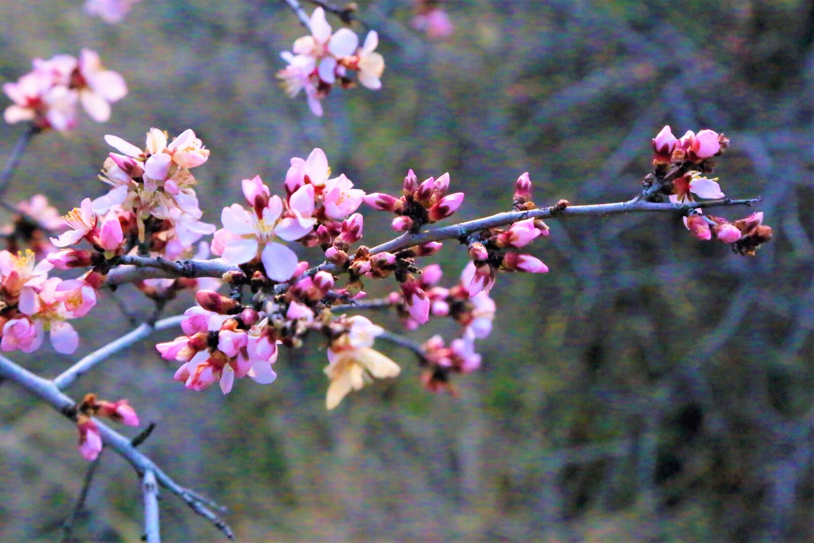 Canon EF 24-105mm F4L IS USM sample photo. Spring, flowers, nature photography