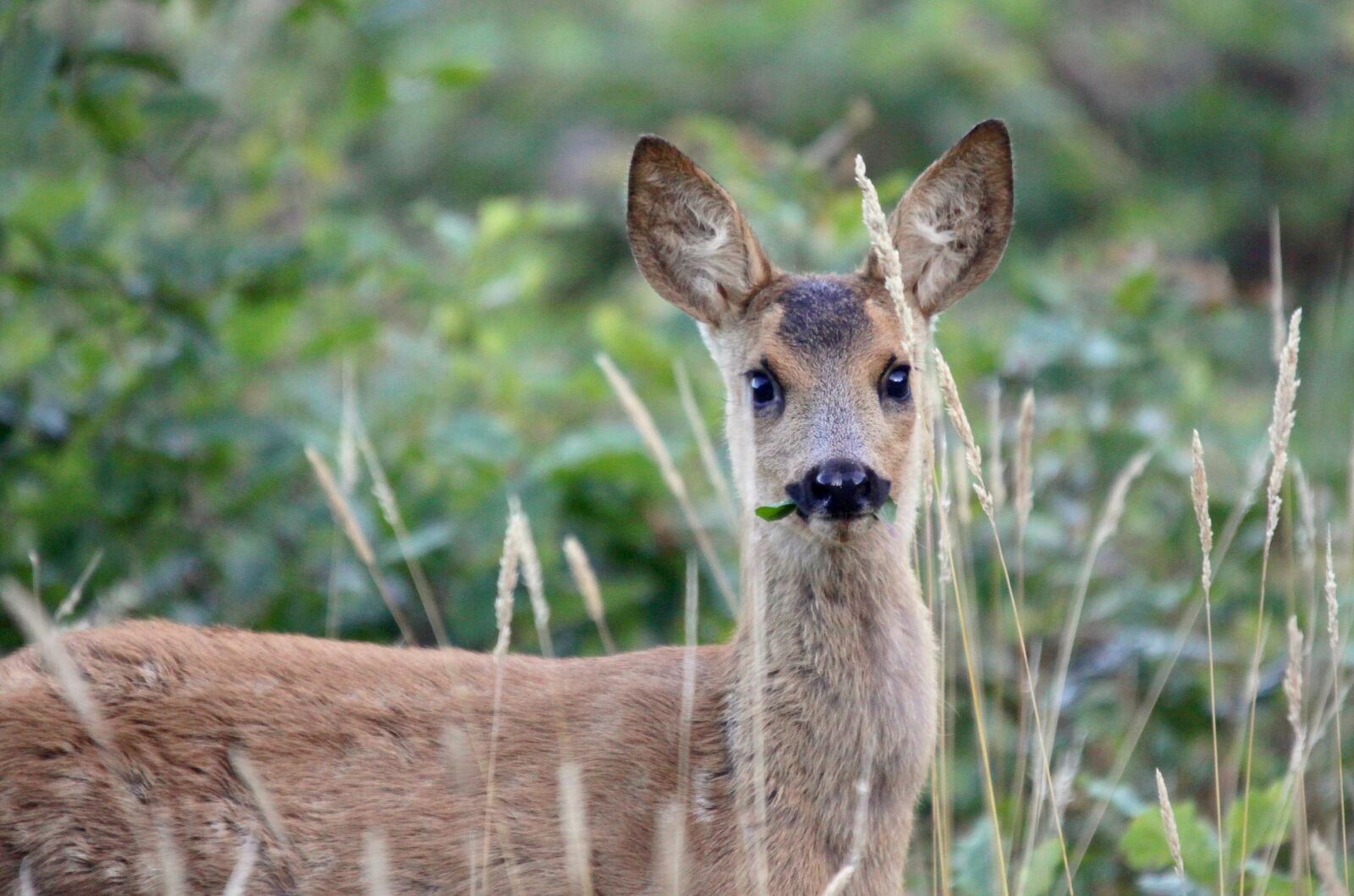 Canon EOS 50D sample photo. Nature, deer, forest photography