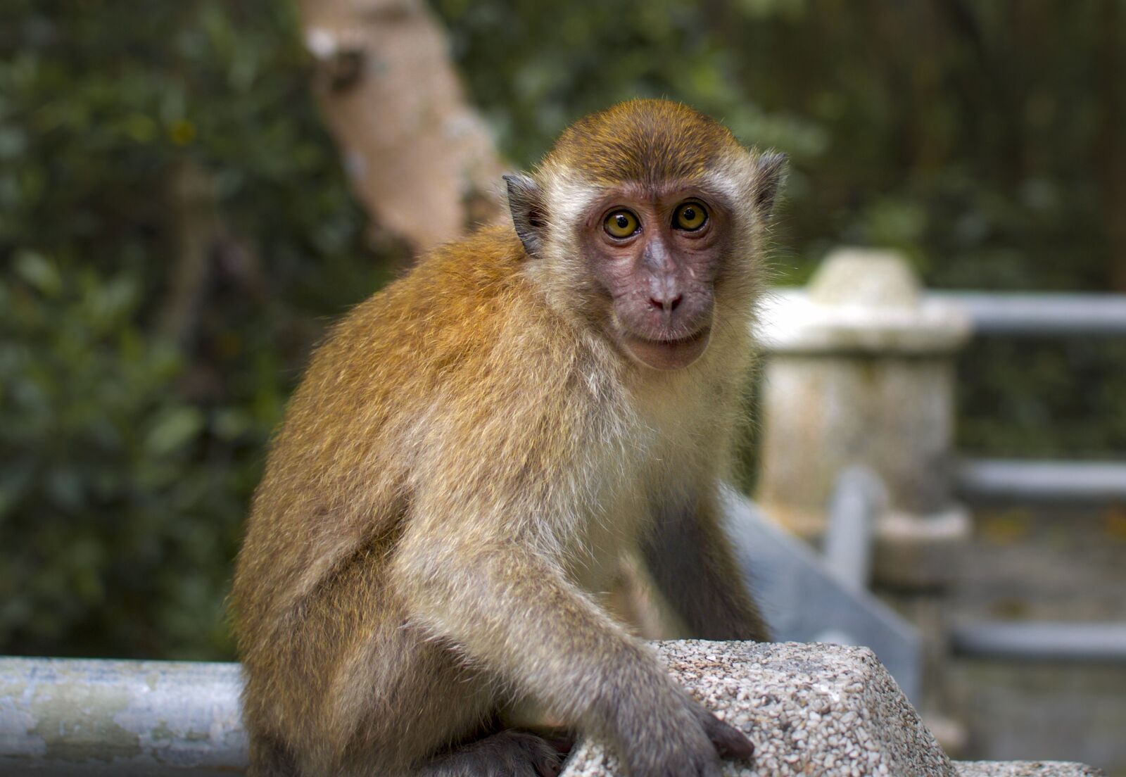 Nikon D5100 + Nikon AF-S DX Nikkor 35mm F1.8G sample photo. Monkey, primate, wildlife photography