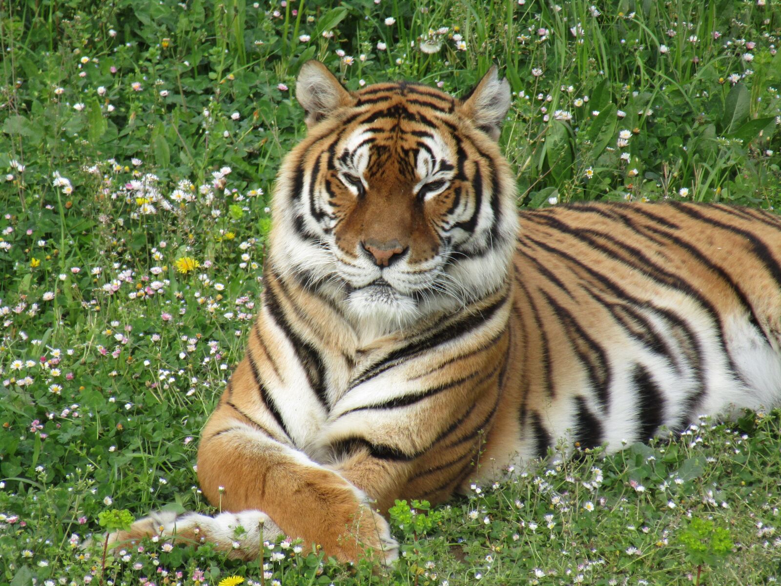 Canon PowerShot SX410 IS sample photo. Tiger, zoo, fauna photography