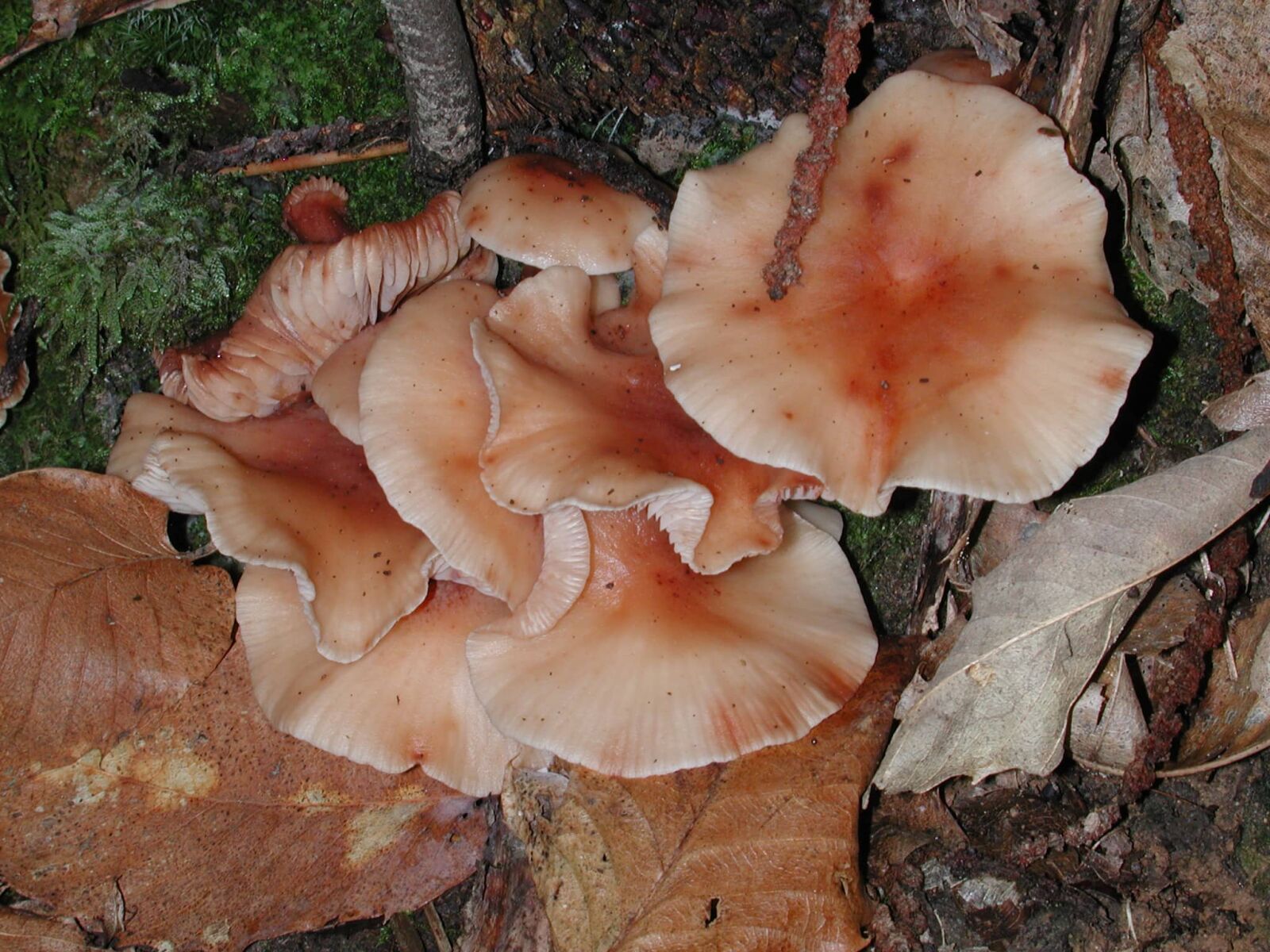 Nikon E990 sample photo. Fungus, nature, tree, wood photography