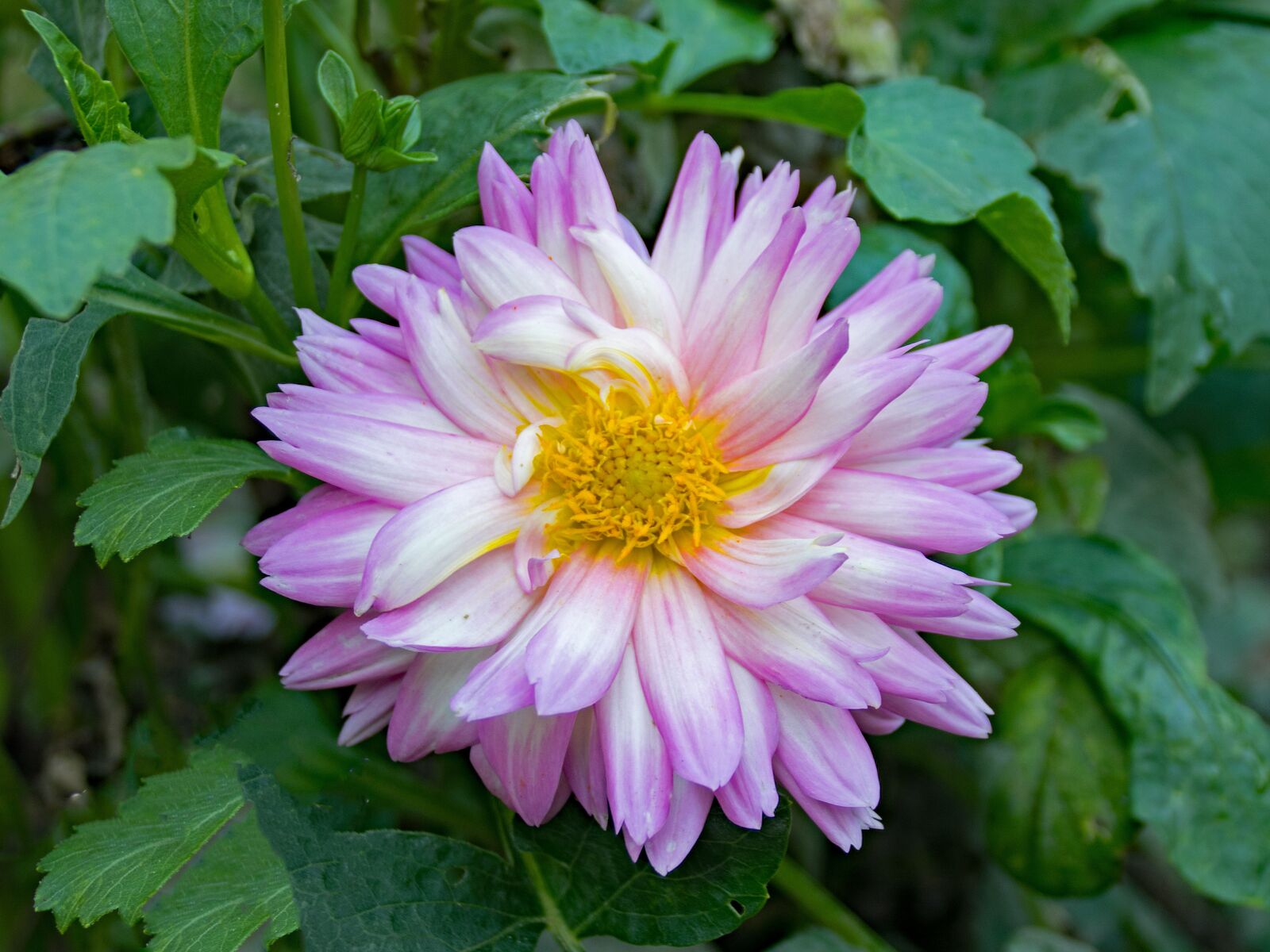Nikon D5300 sample photo. Dahlia, geothermal, flower photography