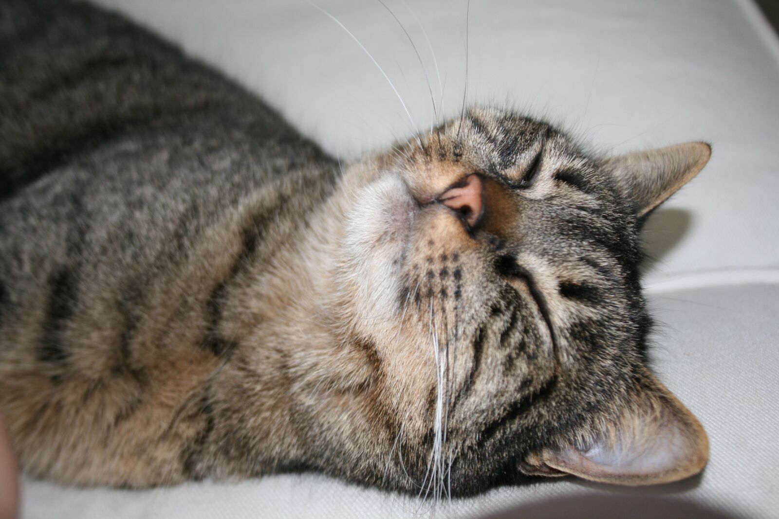 Canon EOS 400D (EOS Digital Rebel XTi / EOS Kiss Digital X) sample photo. Cat, mackerel, sleep photography