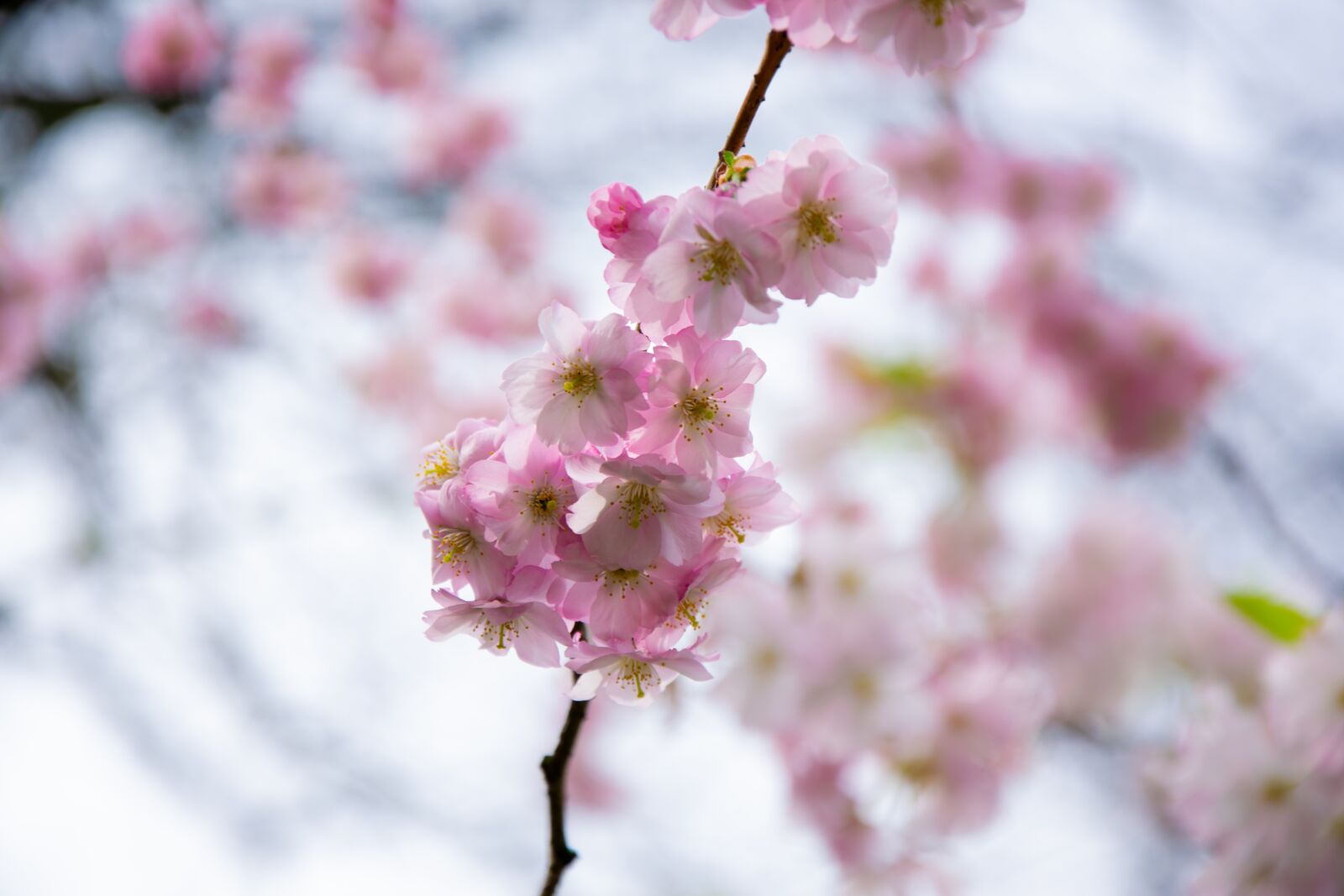 Nikon D5300 sample photo. Blossom, bloom, cherry photography