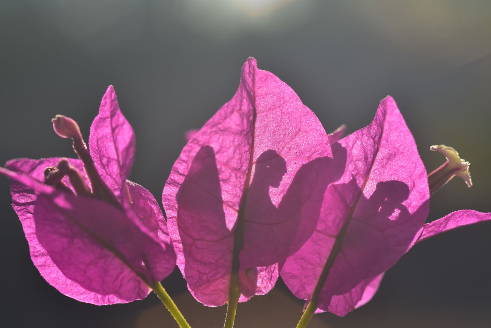 Nikon D750 sample photo. Bougainvillea, flower, blossom photography