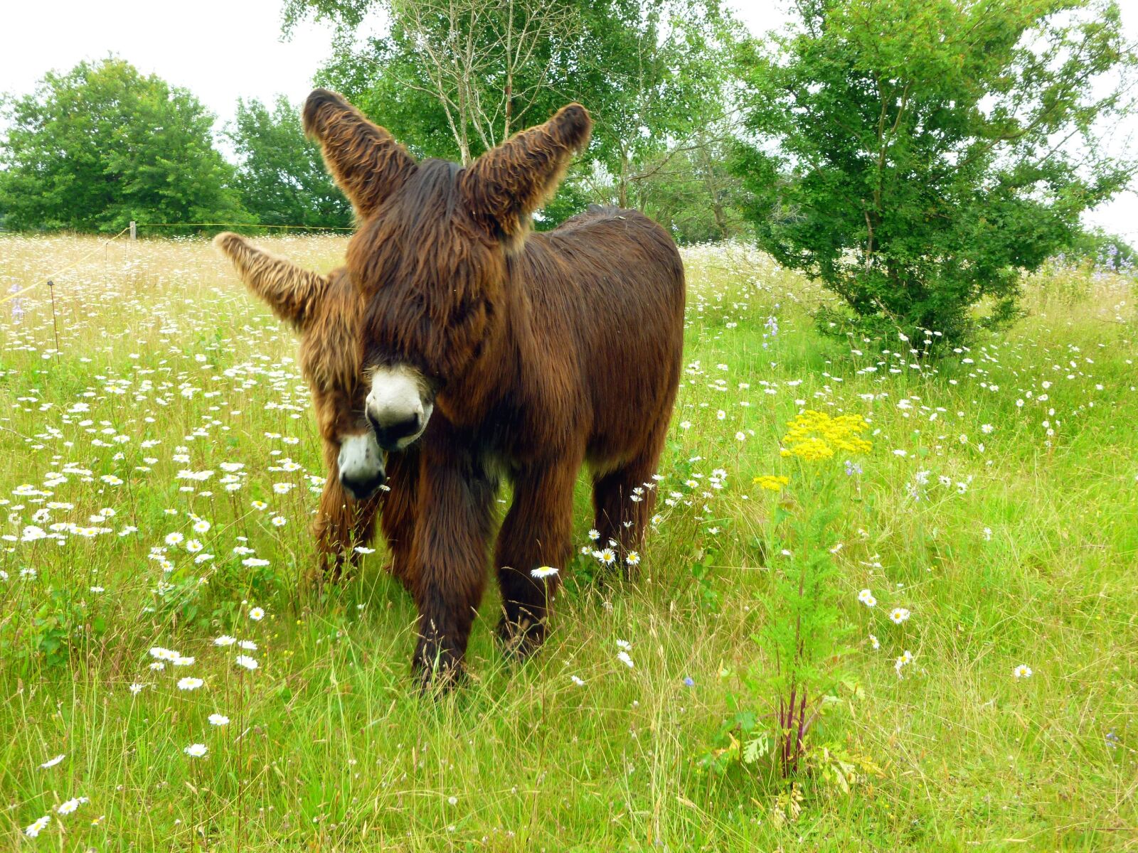 Panasonic DMC-FS37 sample photo. Donkey, dog eared, two photography