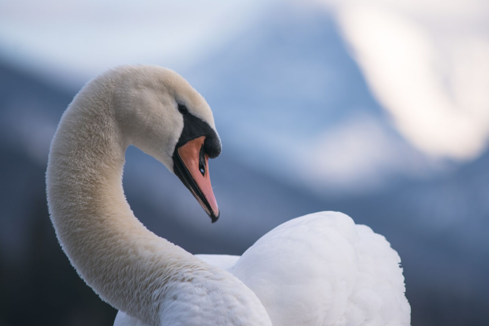 Nikon D7200 sample photo. Swan, lake, water photography