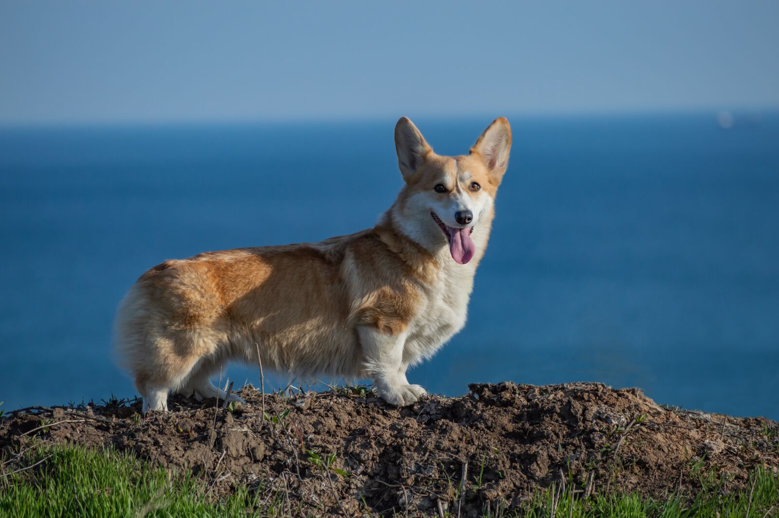 Nikon D3200 sample photo. Welsh corgi pembroke, corgi photography