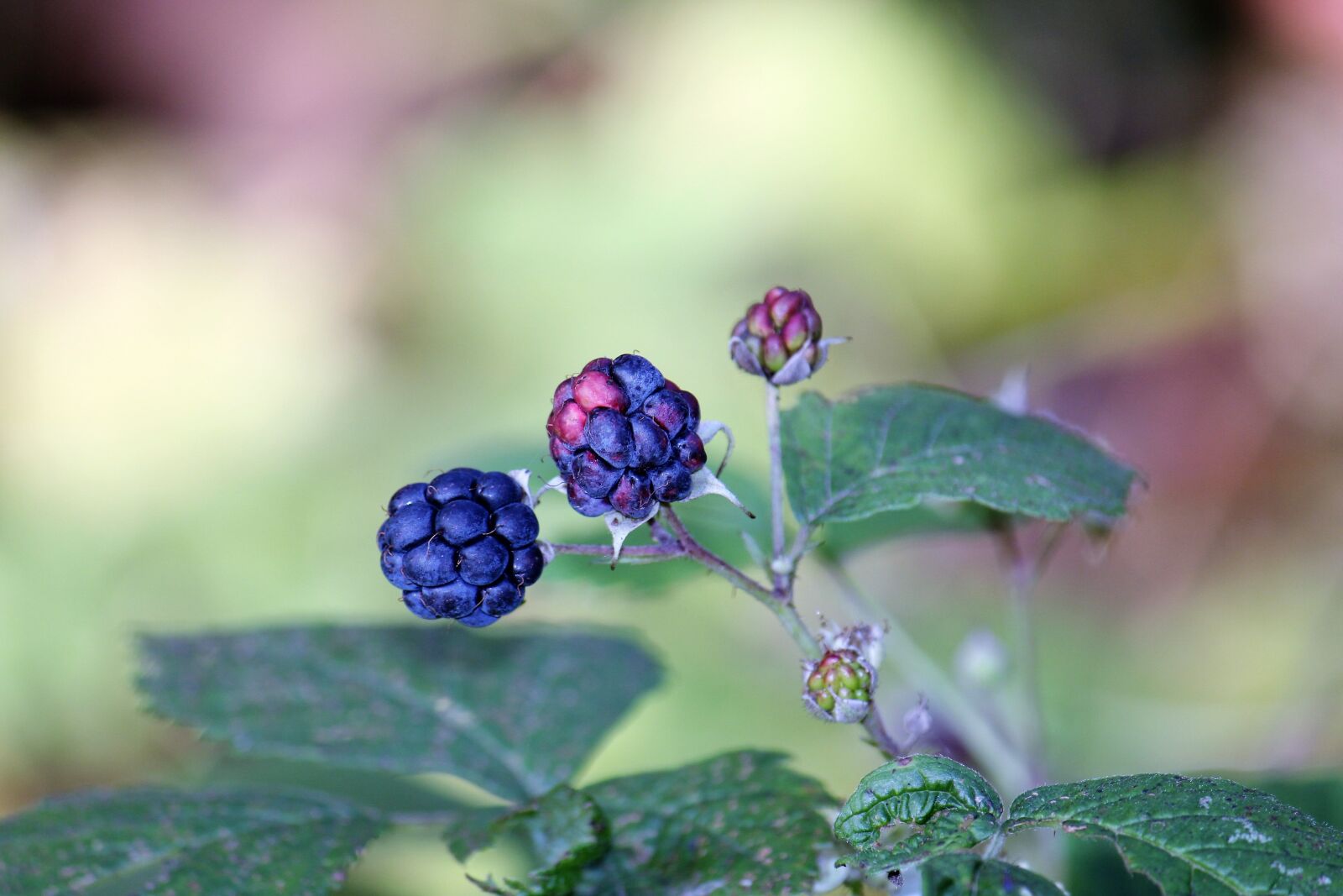 Canon EOS 550D (EOS Rebel T2i / EOS Kiss X4) sample photo. Blackberry, autumn, berry photography