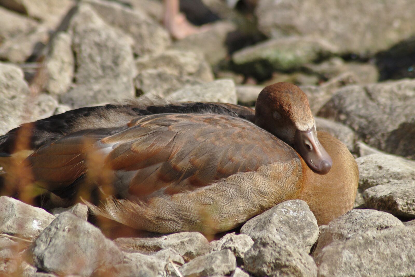Canon EOS 750D (EOS Rebel T6i / EOS Kiss X8i) sample photo. Duck, pond, lake photography