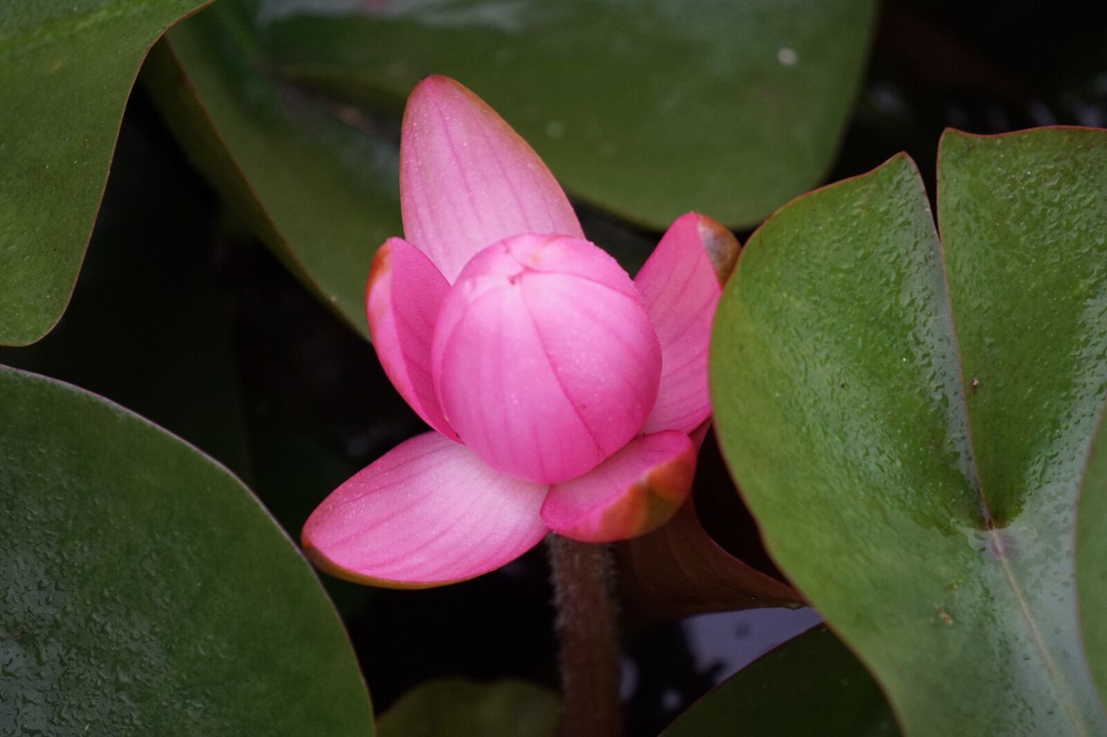 Sony Alpha a5000 (ILCE 5000) + Sony E 55-210mm F4.5-6.3 OSS sample photo. Lotus, pink, nature photography
