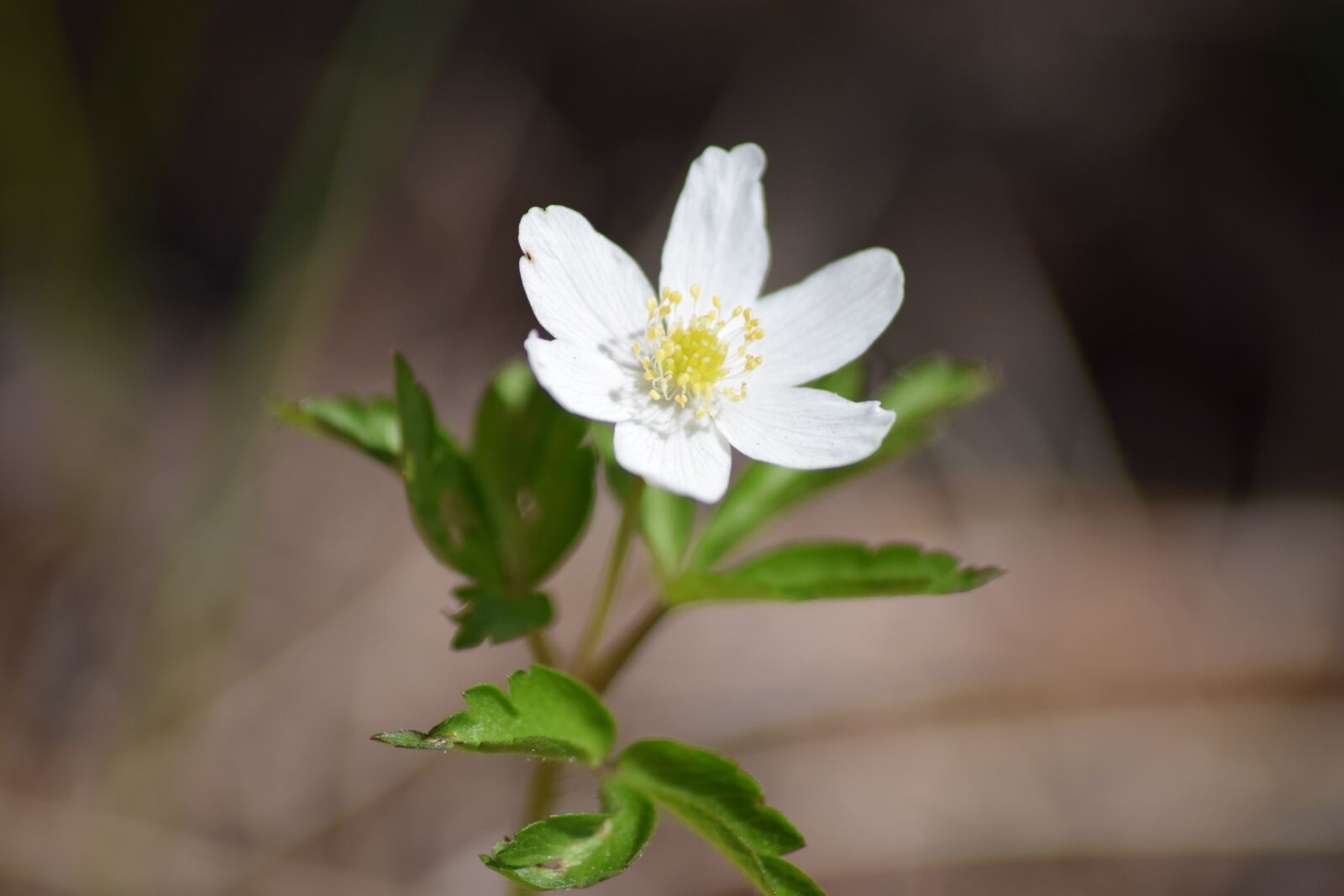 Nikon D5300 sample photo. Flower, white, nature photography
