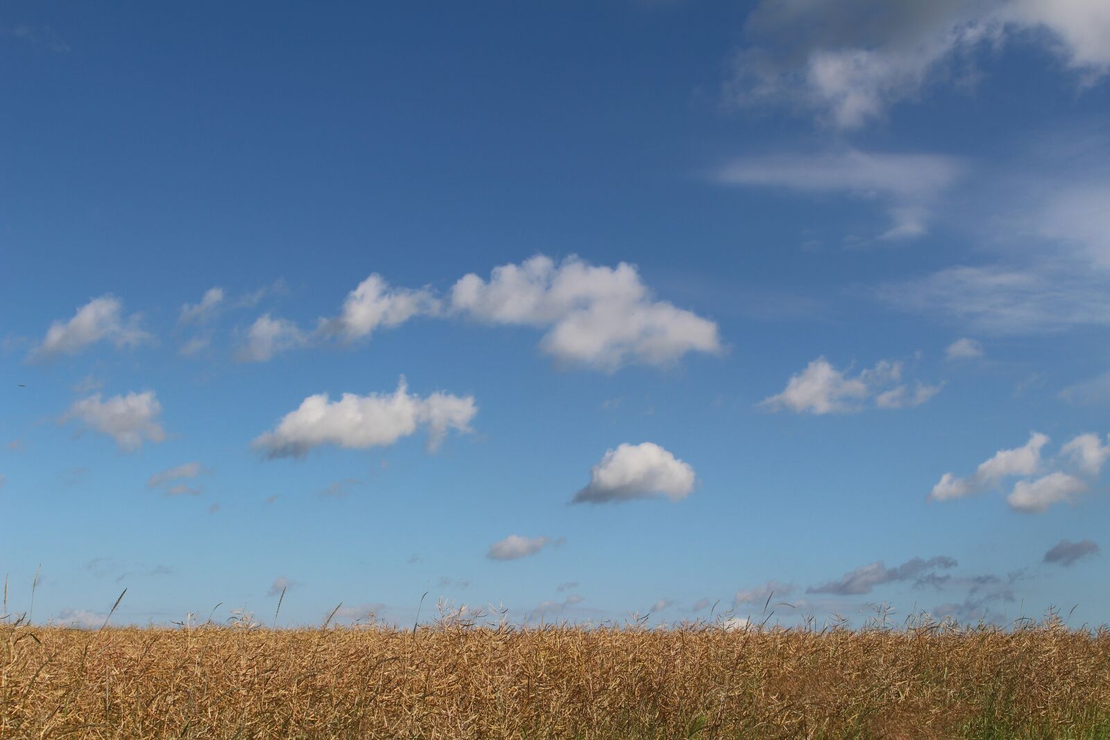 Canon EOS 100D (EOS Rebel SL1 / EOS Kiss X7) sample photo. Field of rapeseeds, faded photography