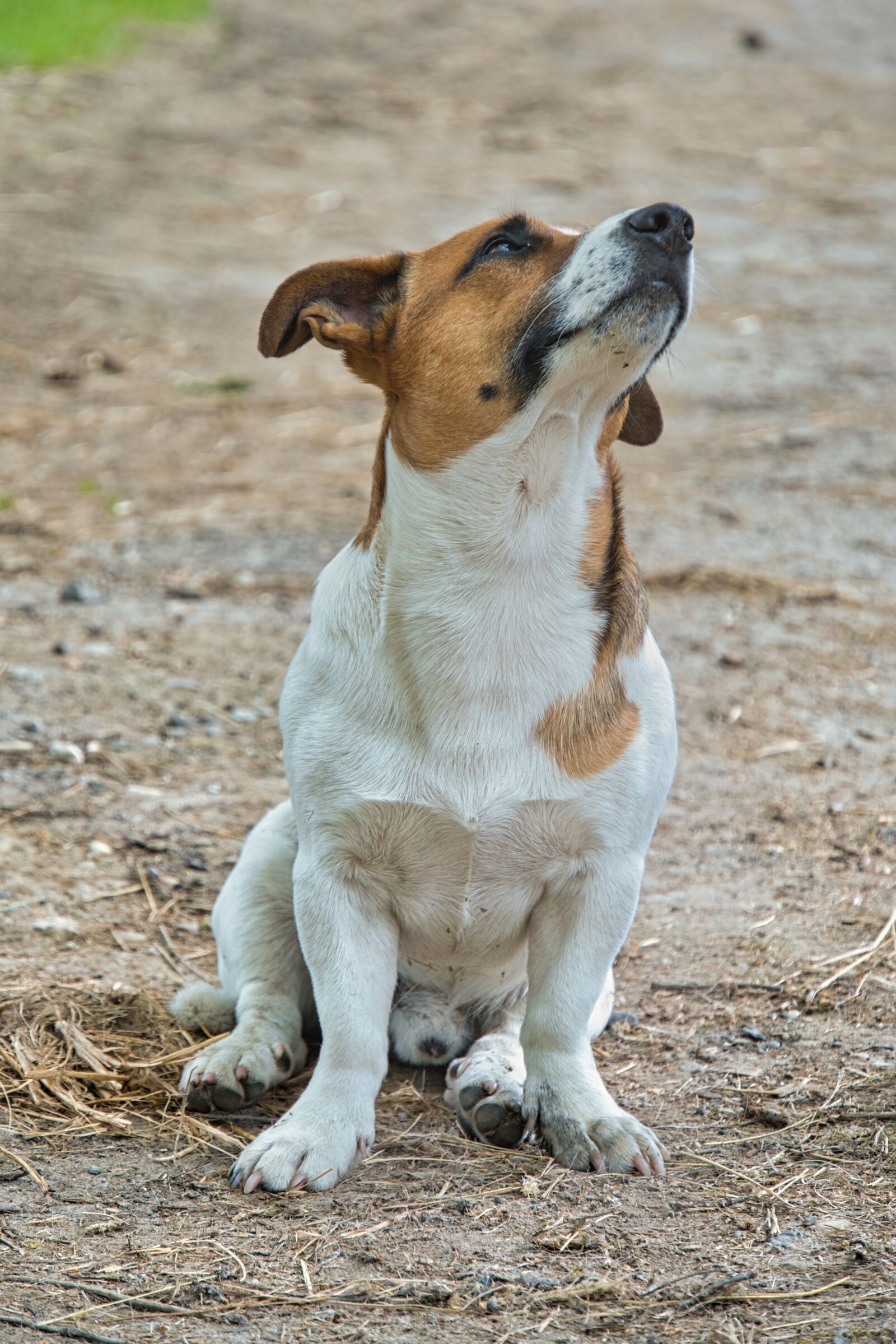 Sony a6400 sample photo. Jack russel, jack russel photography
