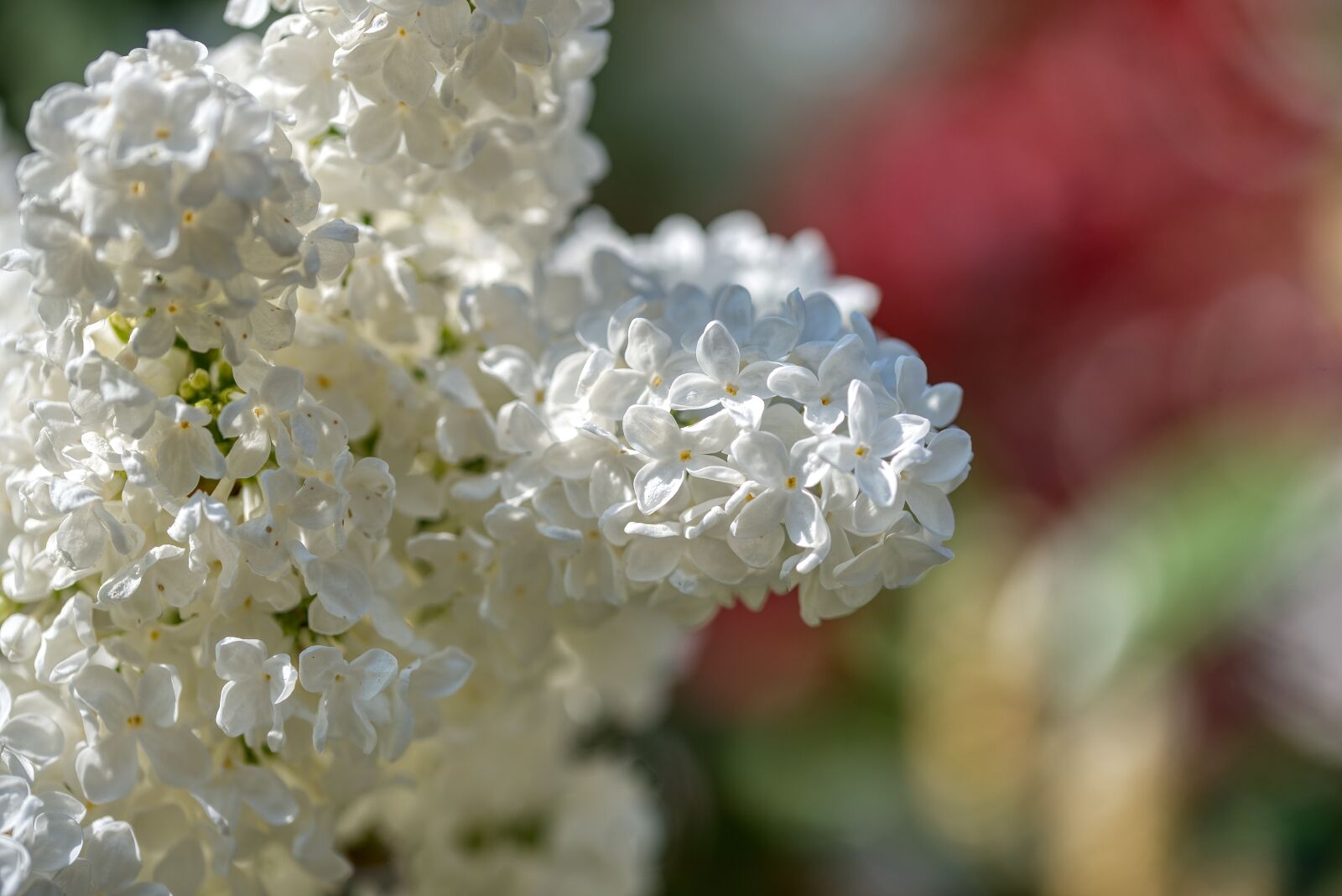 Nikon D750 sample photo. Lilac, olive crop, white photography