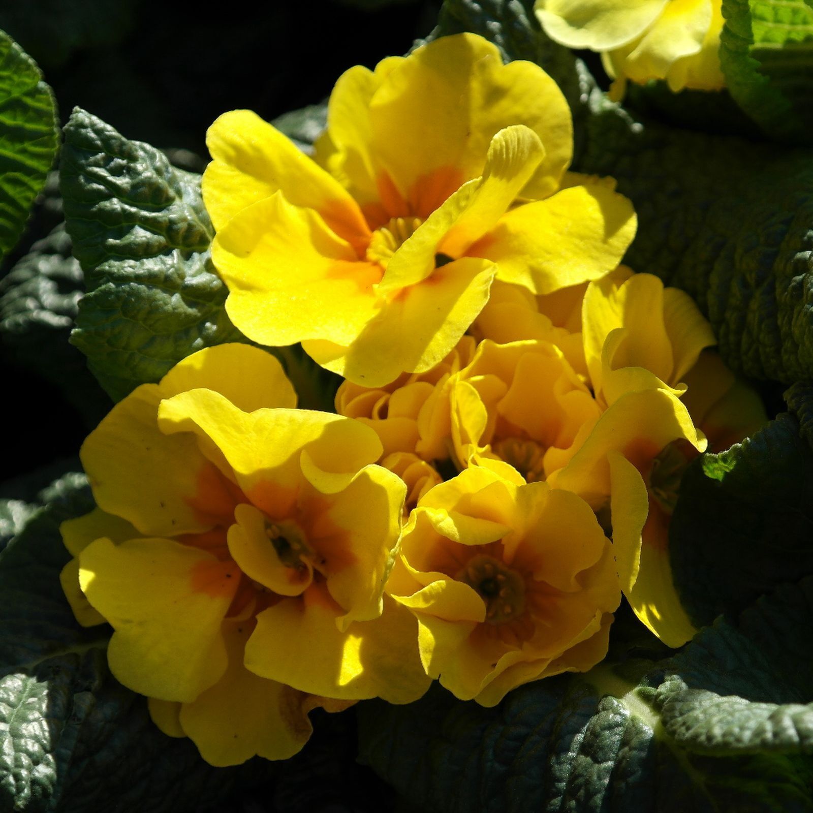 Samsung NX20 sample photo. Primrose, yellow, flower photography