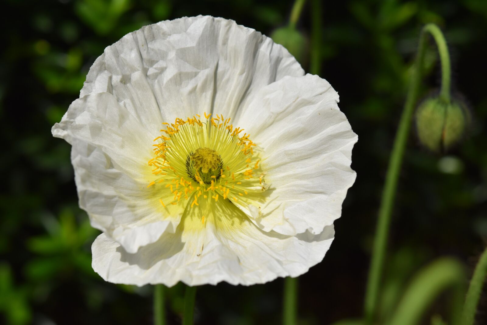 Nikon D5600 sample photo. Flower, poppy flower, button photography