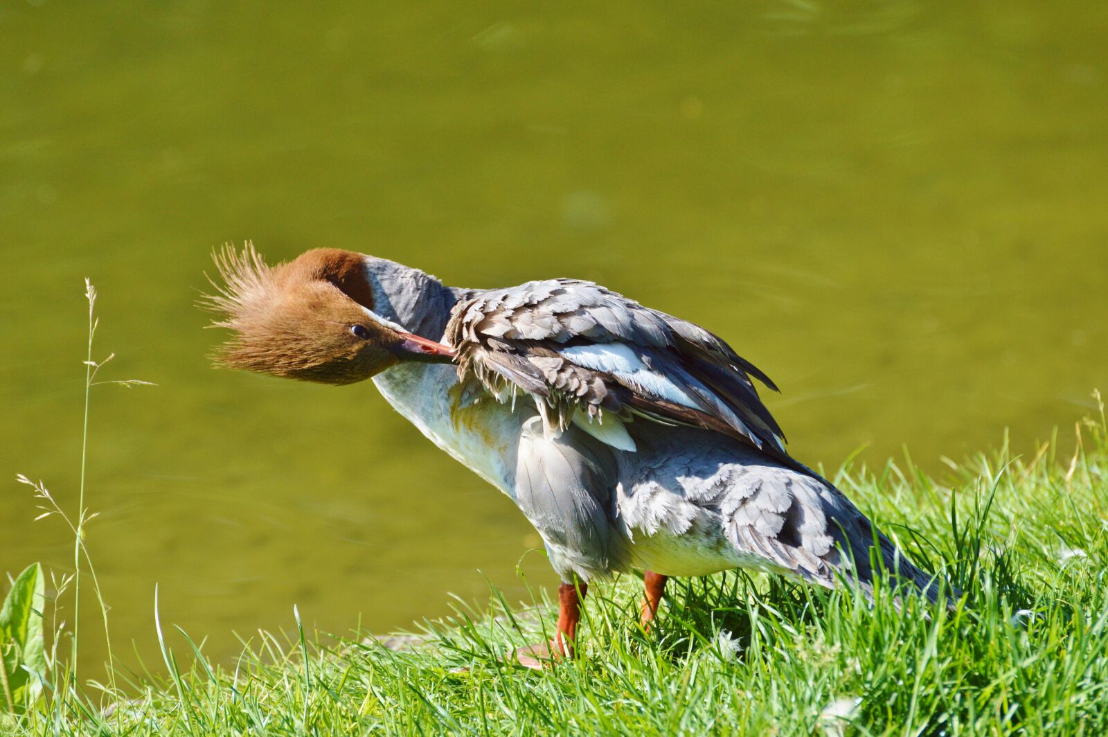 Nikon D3200 sample photo. Merganser, ducks, waterfowl photography