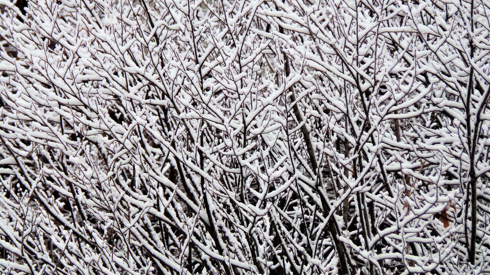 Samsung Galaxy Camera (Wi-Fi) sample photo. Winter tree, hard rime photography