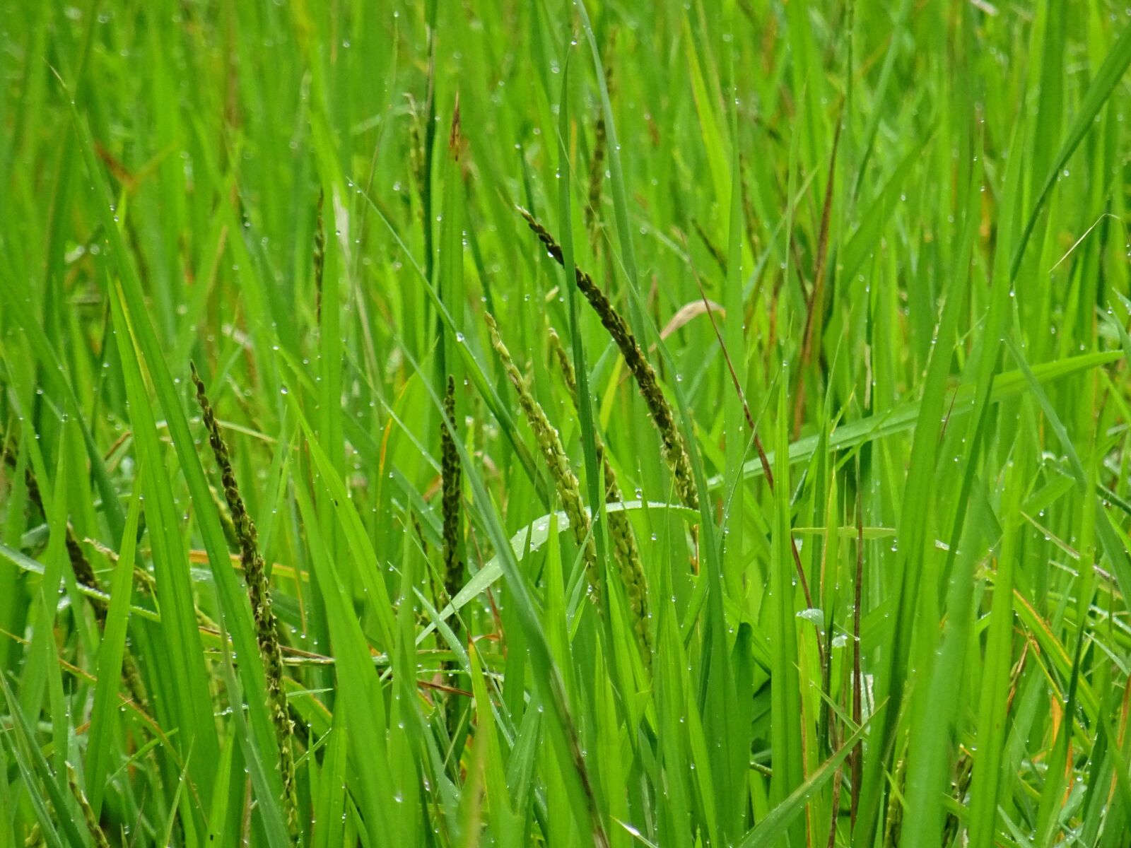 Sony DSC-HX60V sample photo. Rice, rice fields, vietnam photography