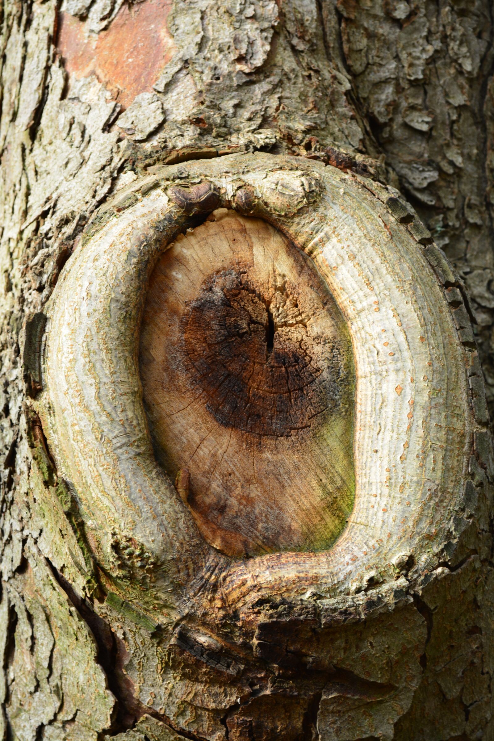 Nikon D5200 sample photo. Tree, knothole, log photography