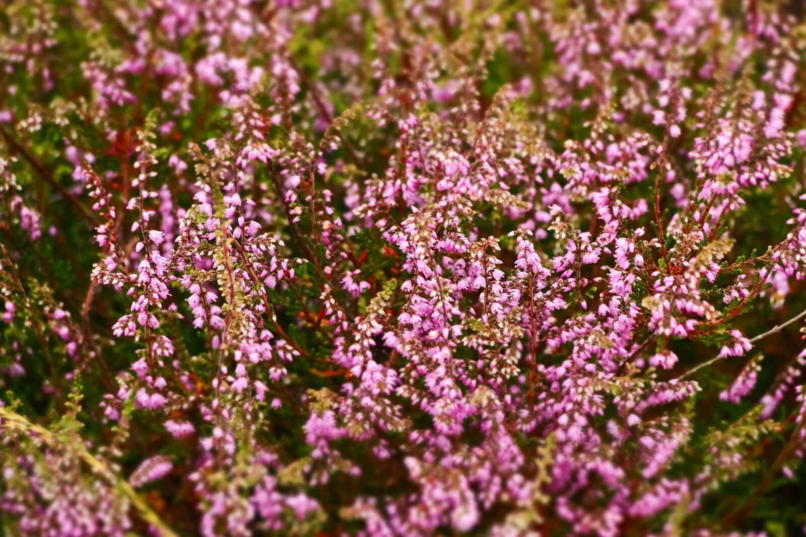 Olympus OM-D E-M10 sample photo. Heide, heather, heathland photography