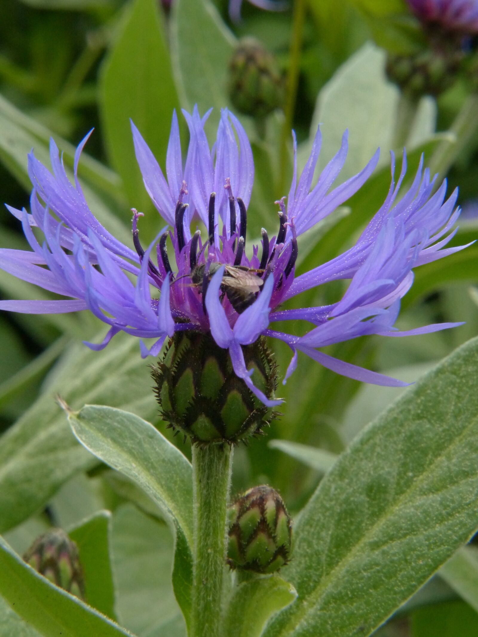 Panasonic Lumix DMC-FZ200 sample photo. Cornflower, blue, wild flower photography