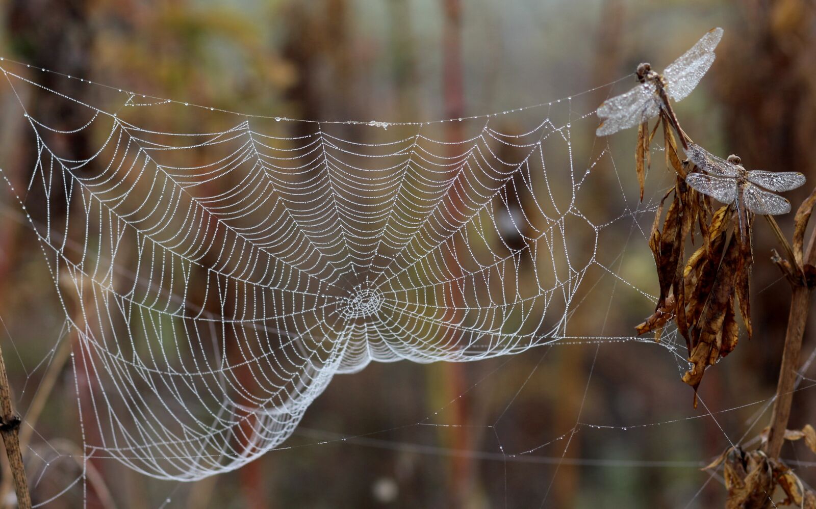 Canon EOS 700D (EOS Rebel T5i / EOS Kiss X7i) + Canon EF 85mm F1.8 USM sample photo. Dragonfly, dew, spider web photography