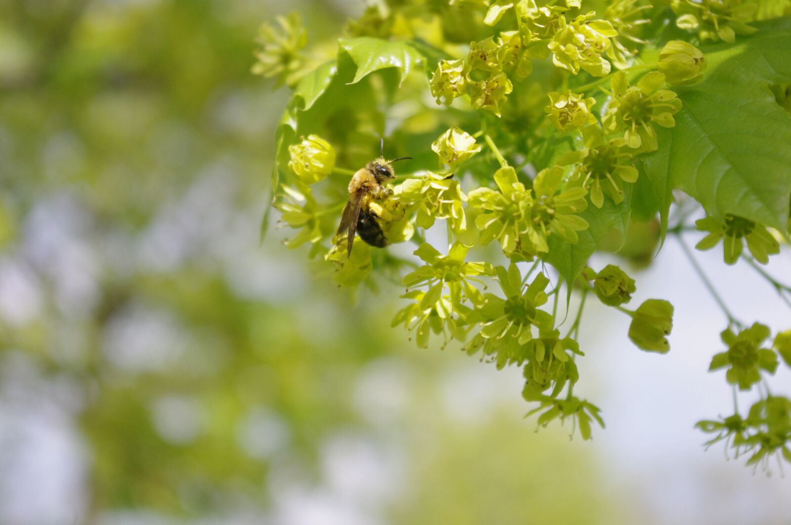 Pentax K-x sample photo. Bee, tree, flower photography