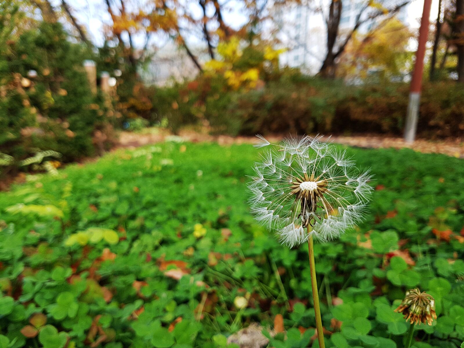 Samsung Galaxy S7 Edge sample photo. Dandelion, flowers, autumn photography