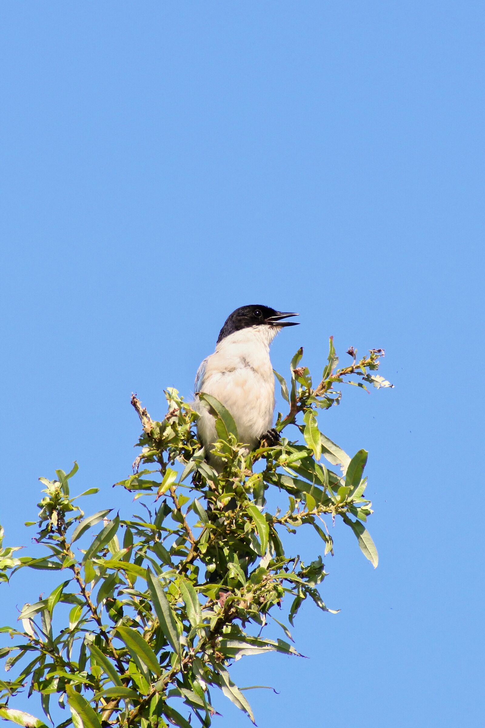 VR 70-300mm f/4.5-6.3G sample photo. Animal, wood, wild birds photography