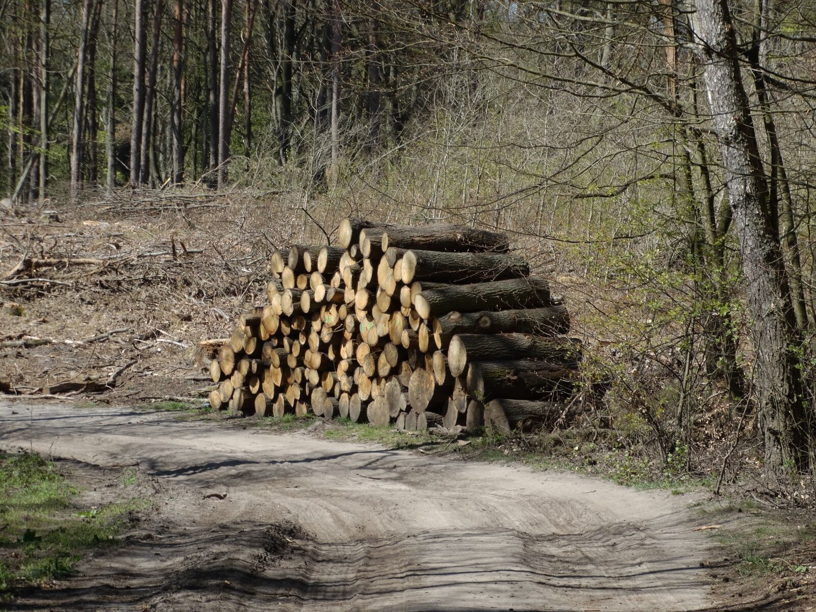 Sony Cyber-shot DSC-HX300 sample photo. Forest, wood, nature photography